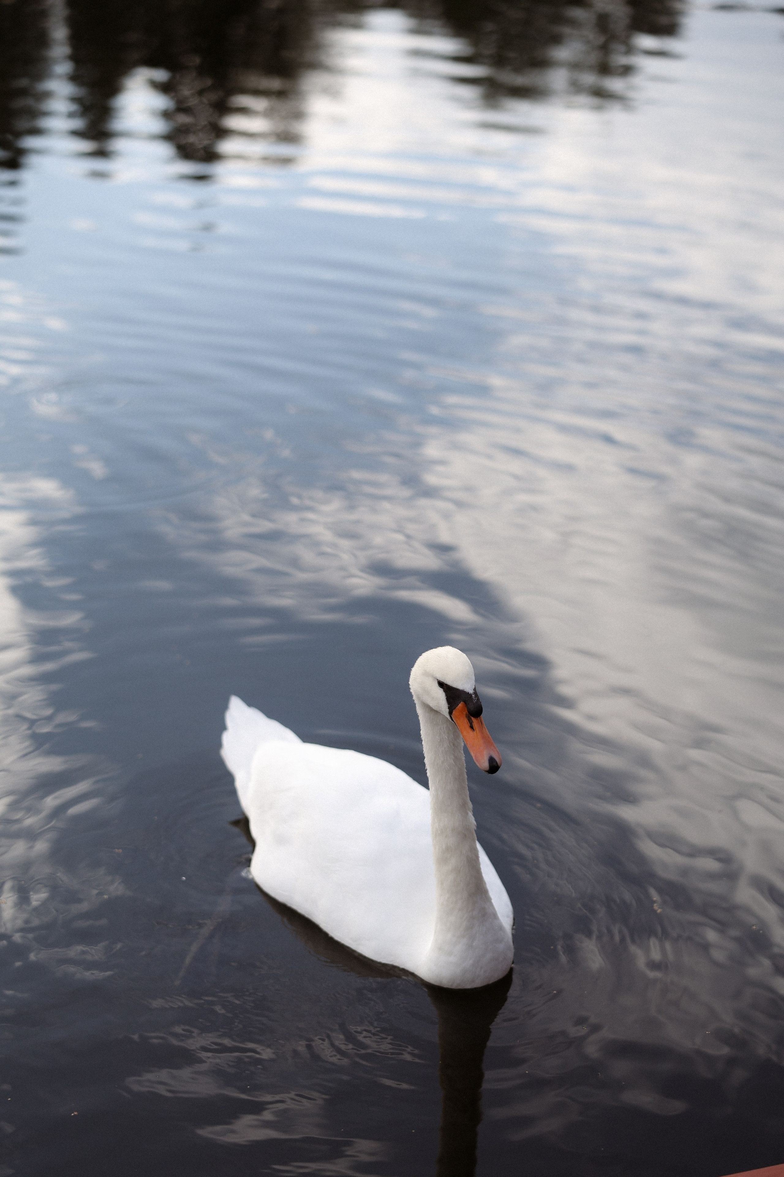 «Магия выставленного света» — Анна и Милан. Свадебный и семейный фотограф в Москве Ломова Ирина