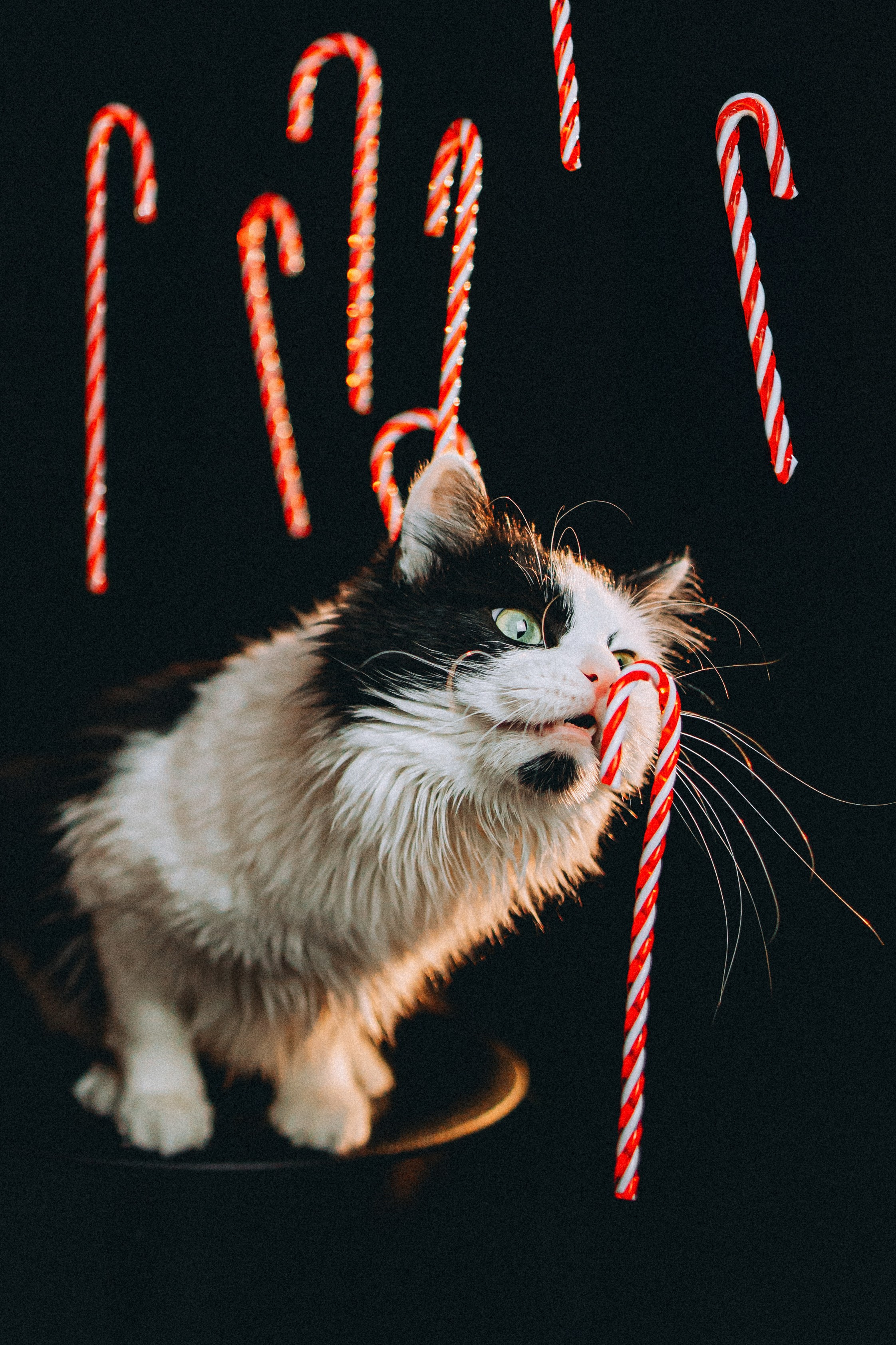 Джек, Бет и Кову