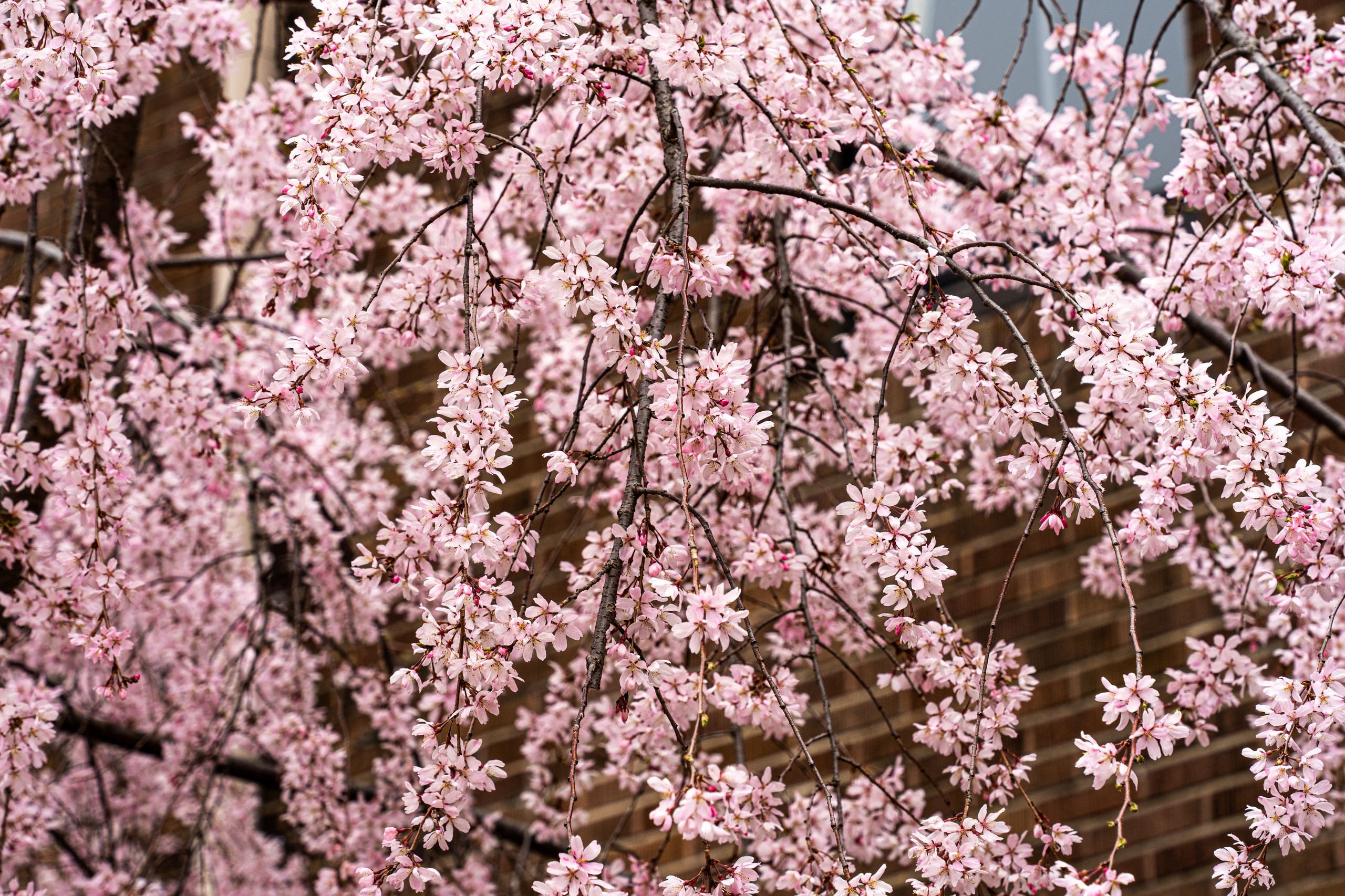 Япония, сакура. Творческие сьемки