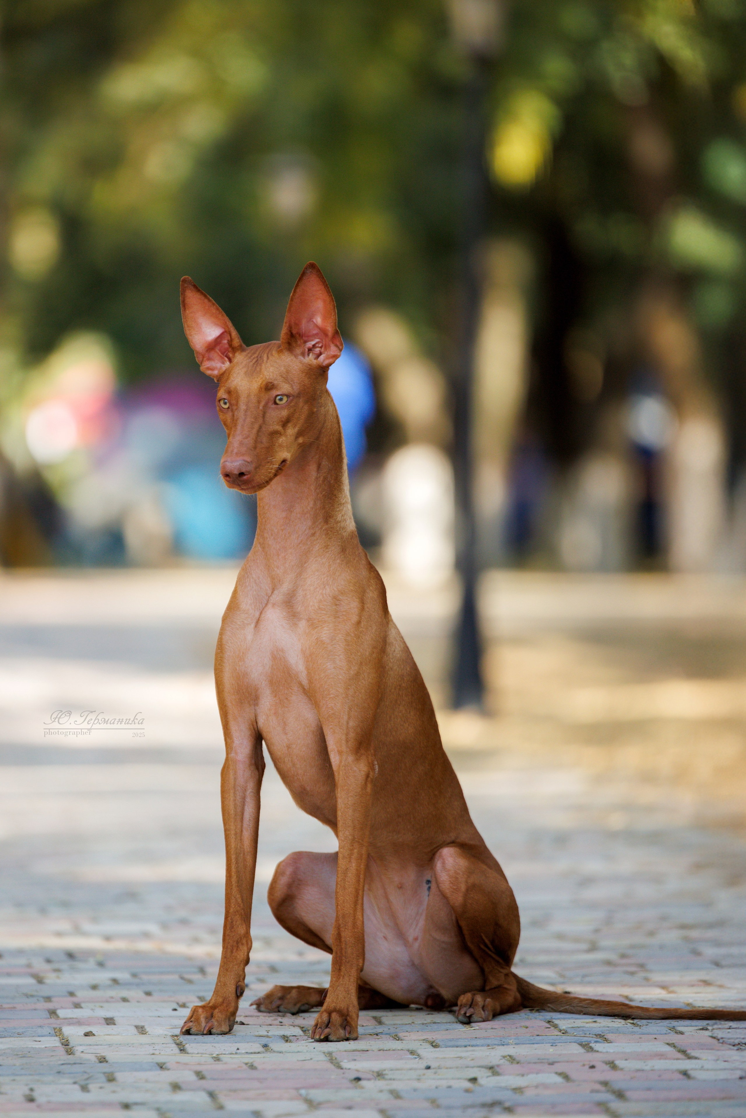 Ташкент 3хCACIB 3-5.10.2025. Фотограф-анималист Юлия Германика