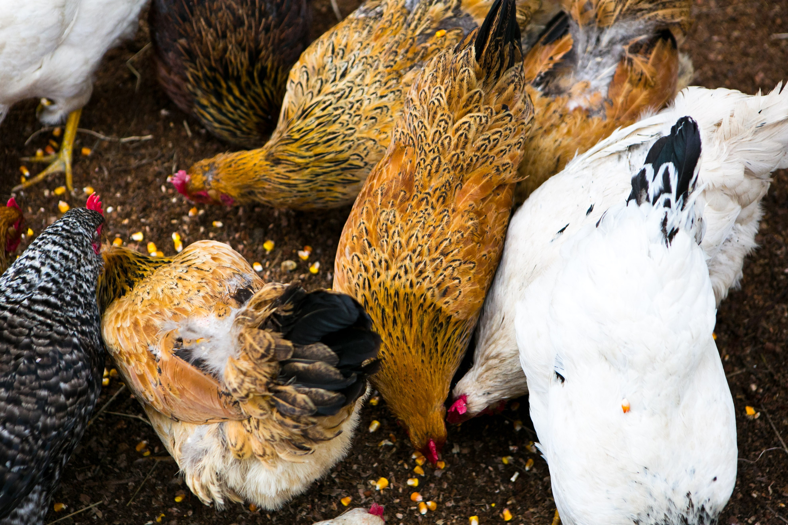 Деревенская еда «Домашние лакомста». Фотограф Красная Поляна — Сочи — Москва