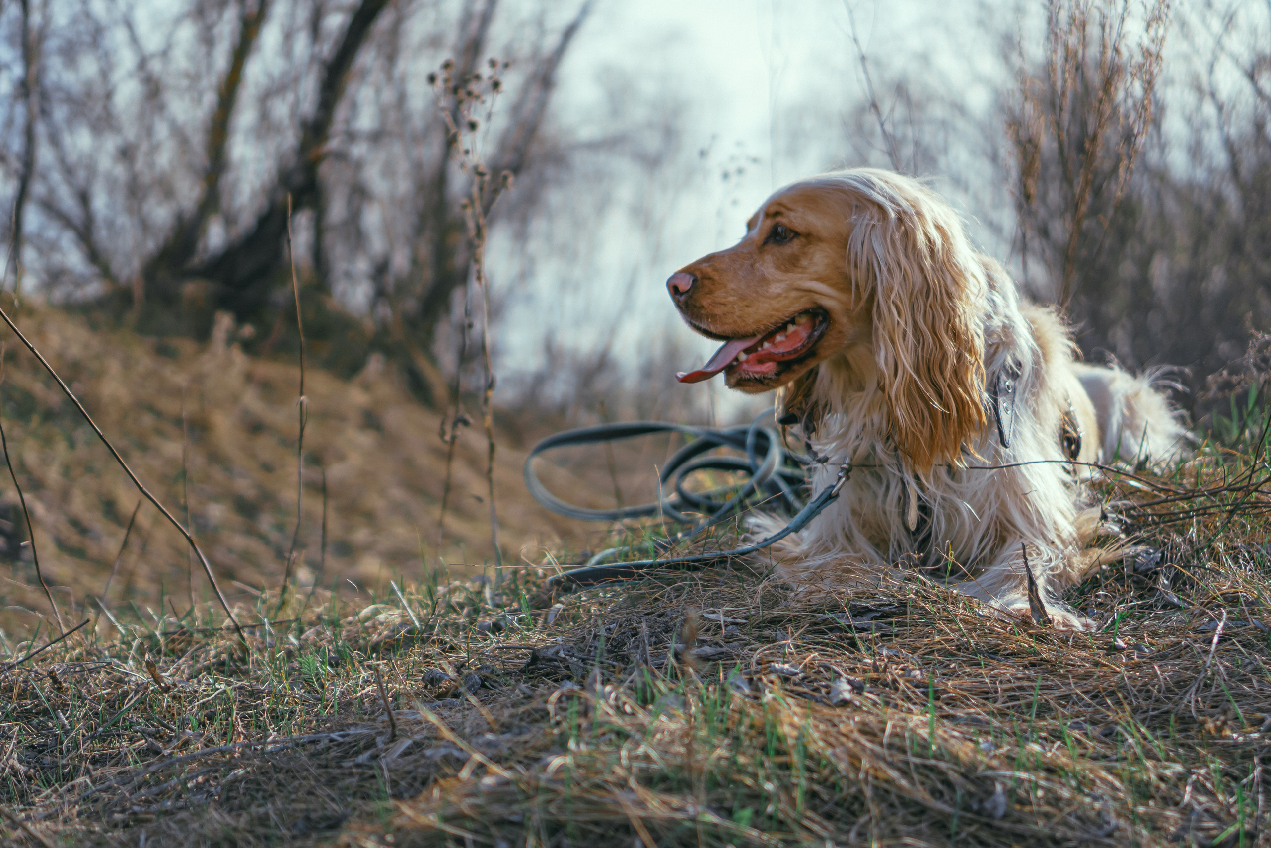 Лютик. Фотограф в Кстово и Нижнем Новгороде KOLOSOK