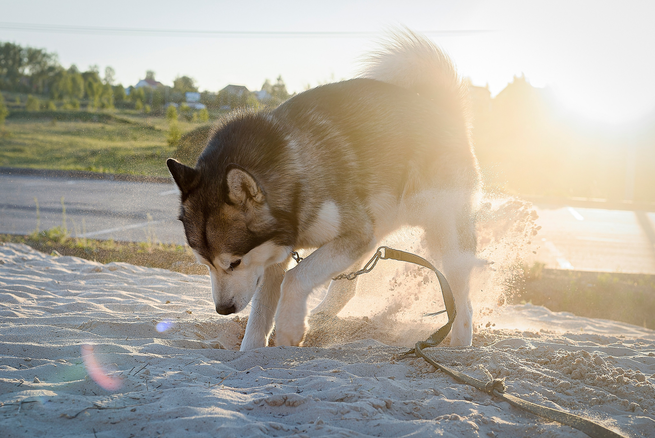 Мои маламуты.Ярик. Лев Постнов.Фотограф. Нижний Новгород