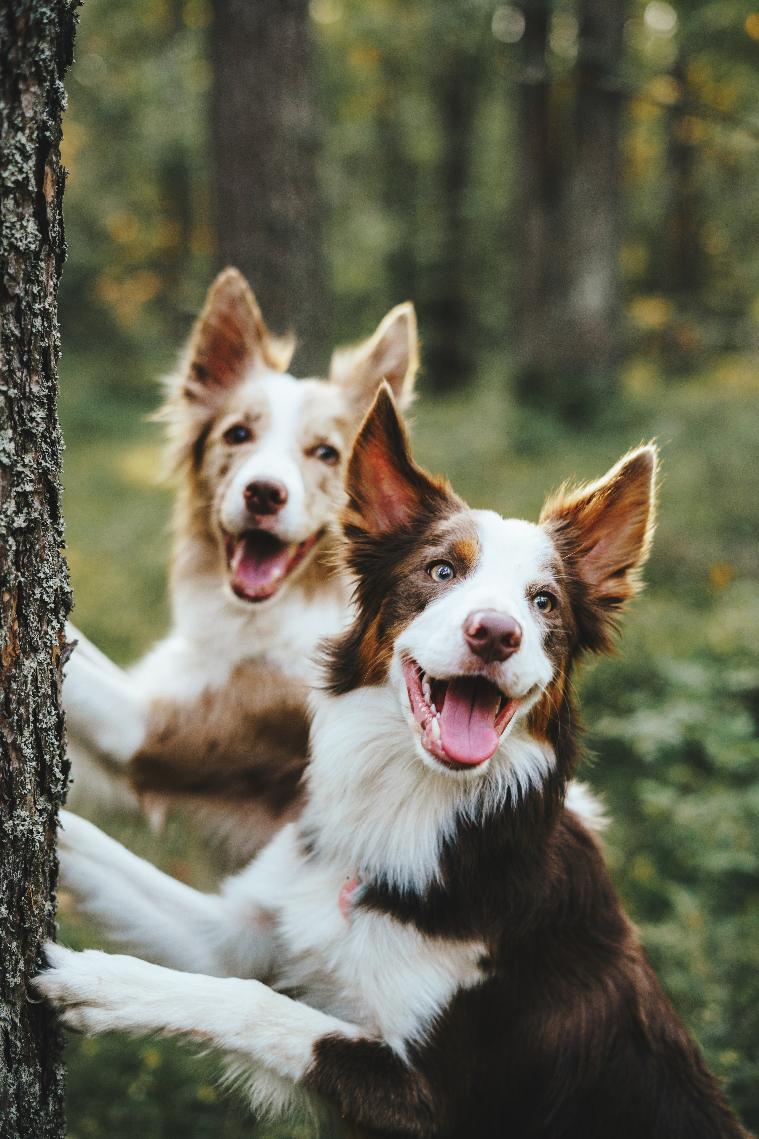 Рита, Маша и много собак. Фотограф анималист Осипчикова Мария