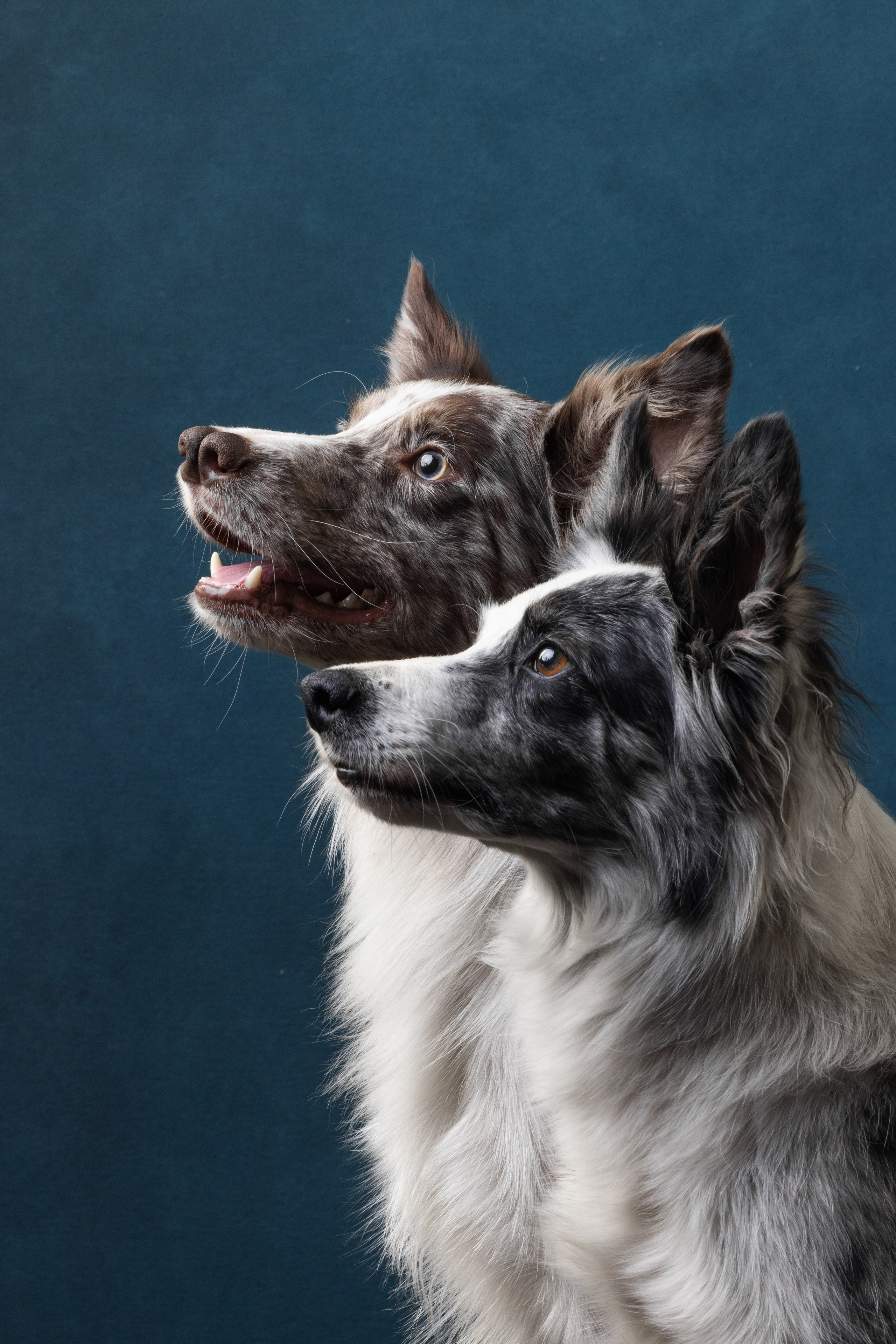 Бордер колли. Фотограф анималист Осипчикова Мария