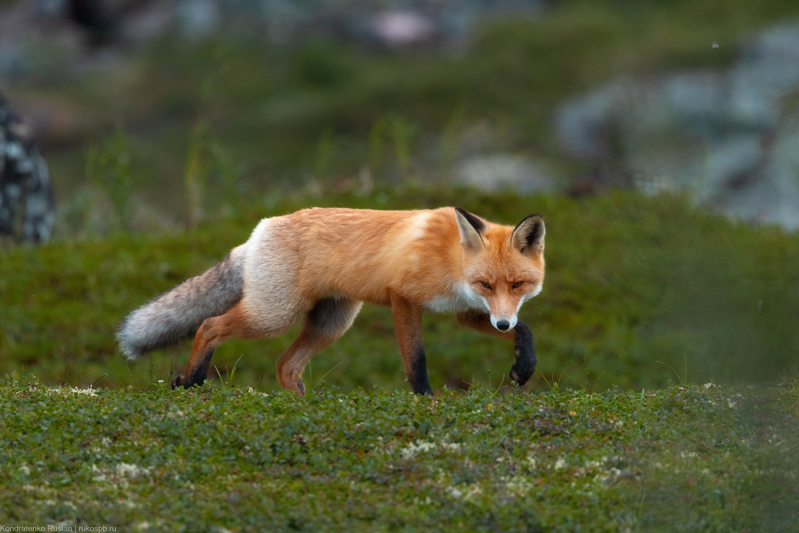 Лиса. Архитектурный и пейзажный фотограф Кондратенко Руслан, Санкт-Петербург