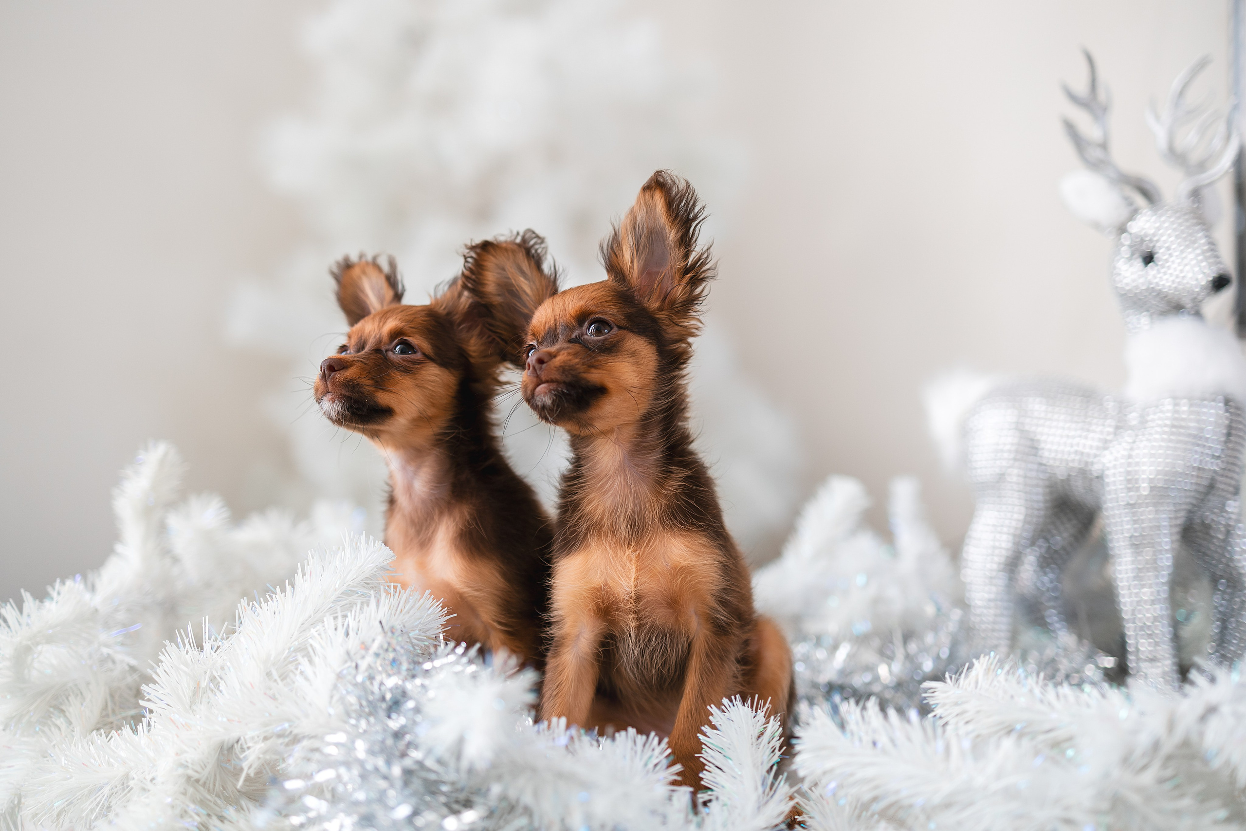 Малыши Той Терьер. Фотограф Анималист в Москве Анастасия Жучкова