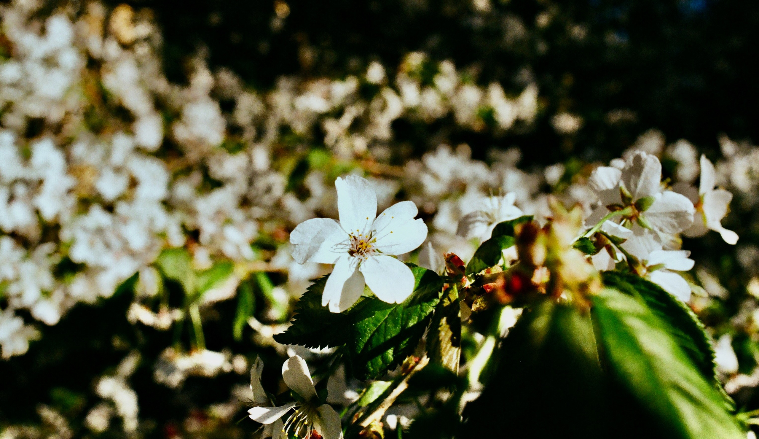 Film. Ruslan UI Dev Page