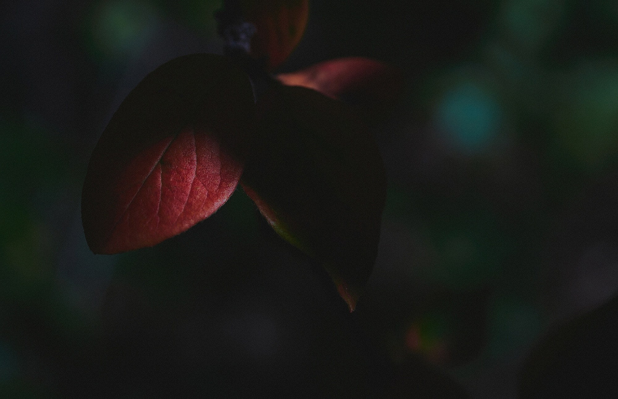 Фотосъемка на телефон. Международная онлайн-фотошкола Сергея Рожнова