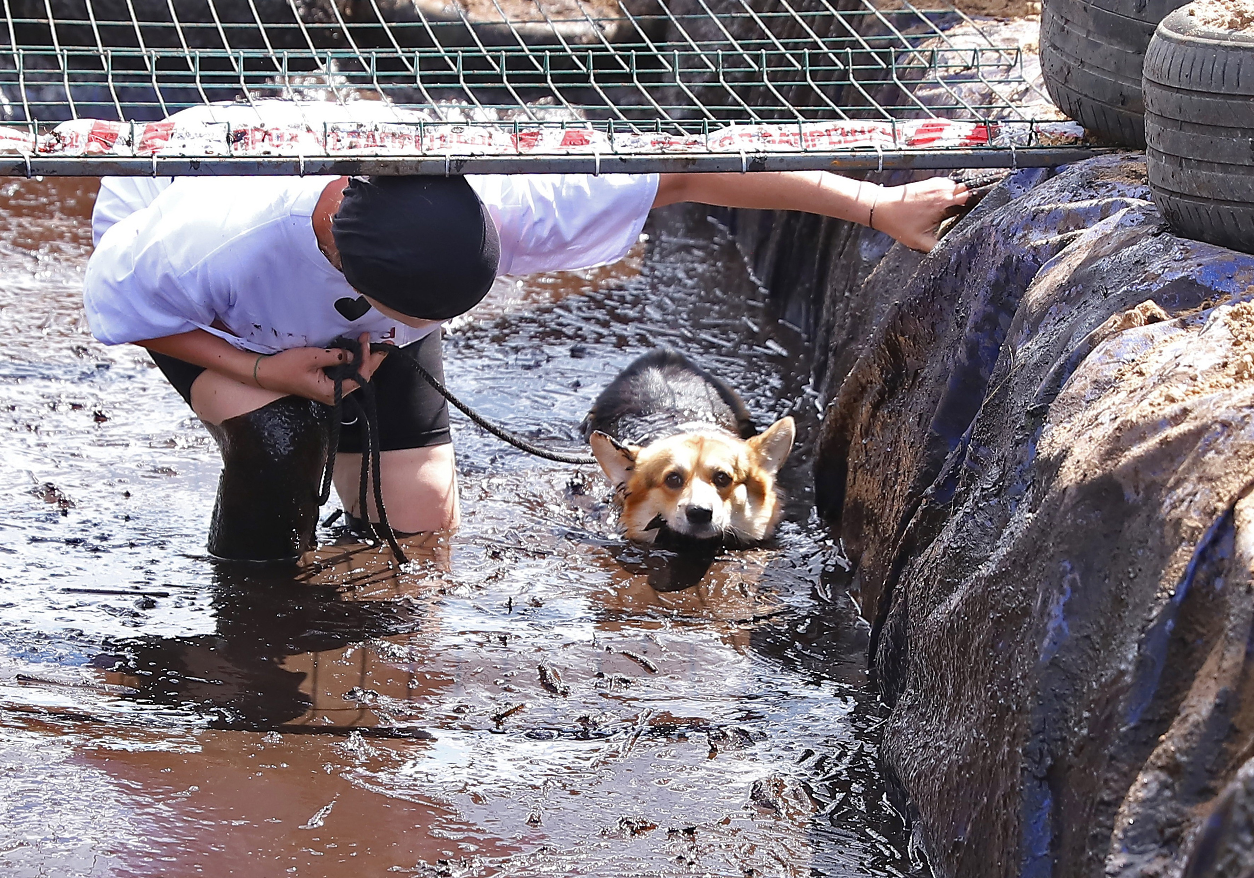 Хвостатый драйв. Семейный и детский фотограф в Москве и МО Елена Москвичева