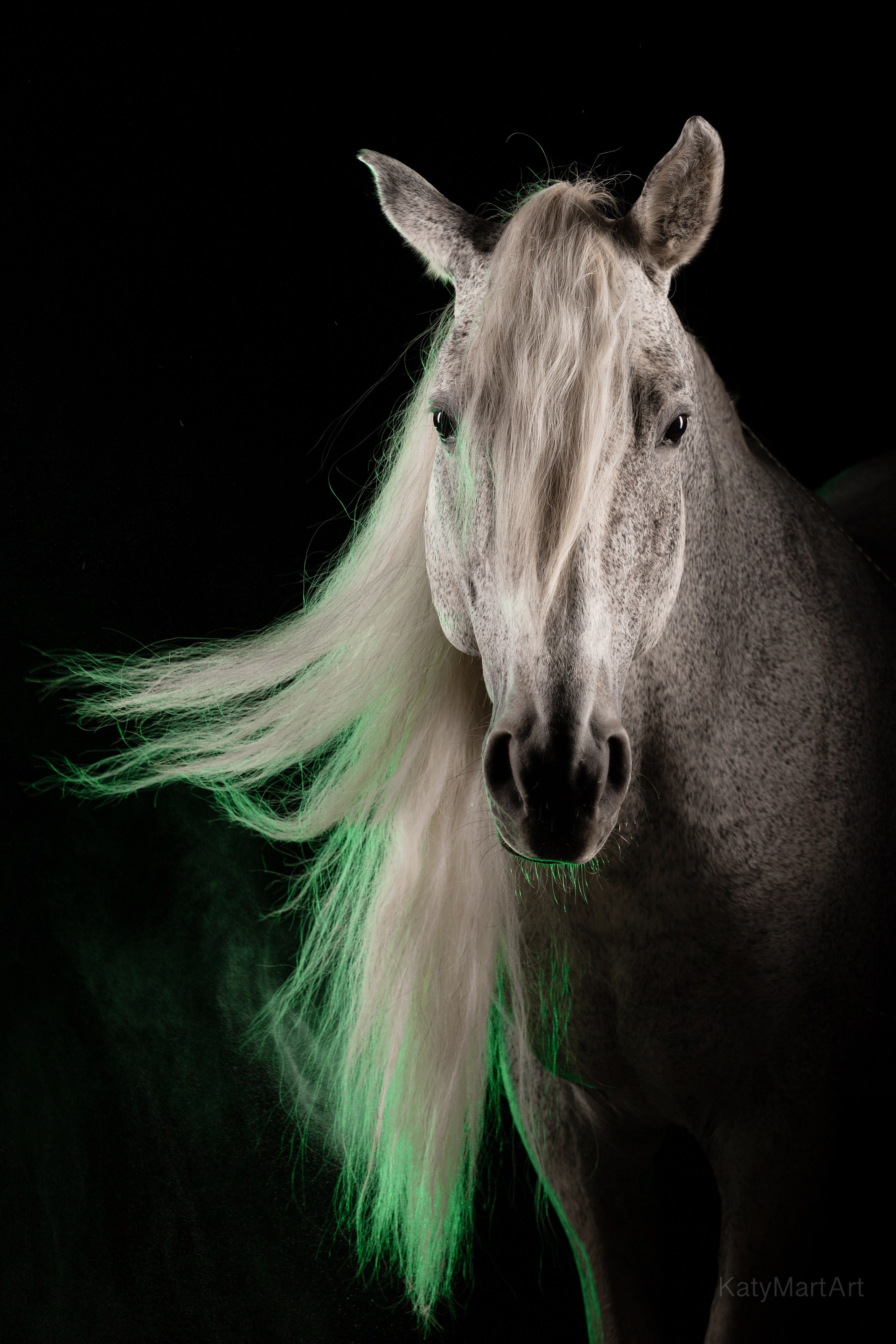 В цвете. KatymartArt — Equine photography
