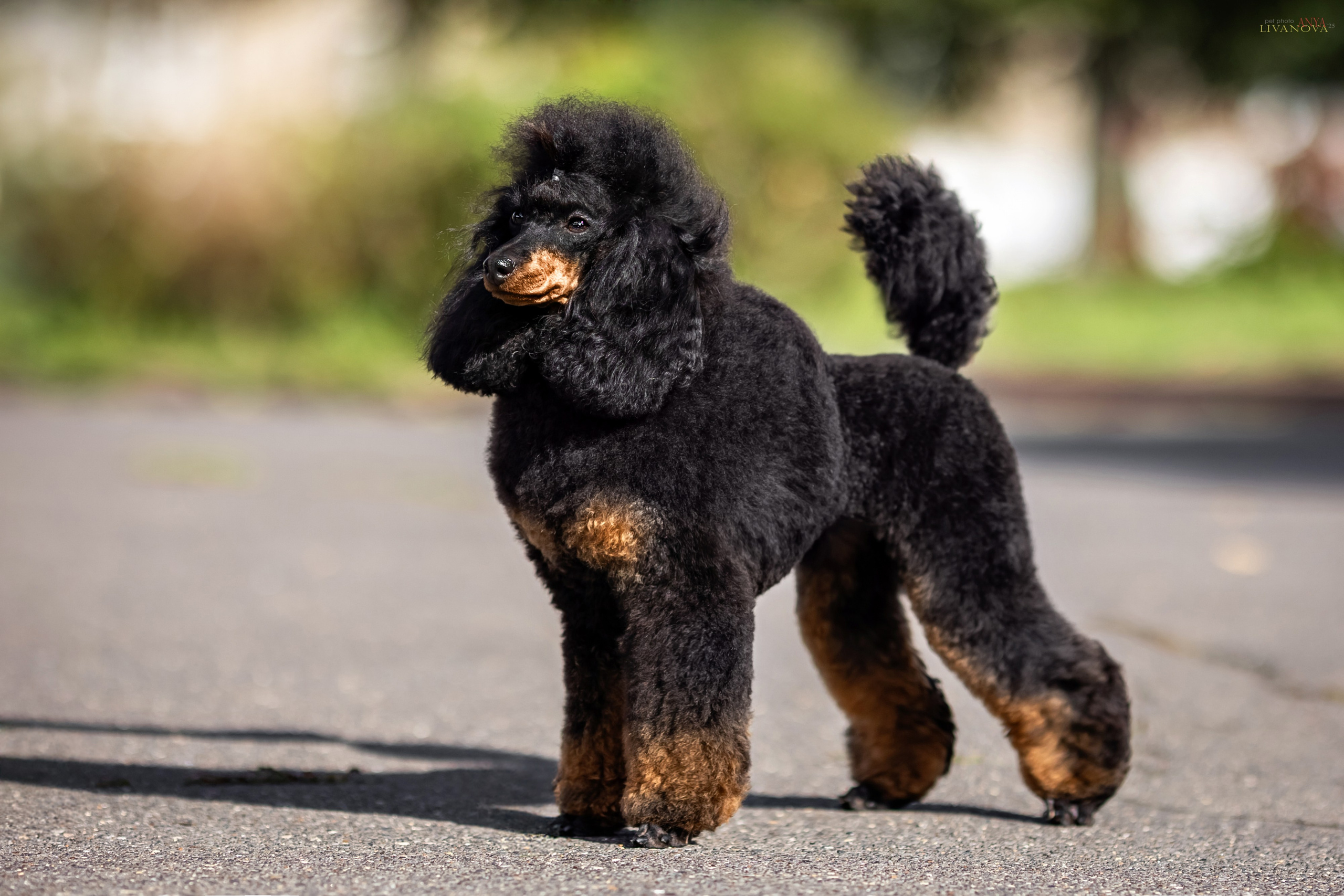 Пудель. Фотограф анималист Аня Ливанова | Рыбинск