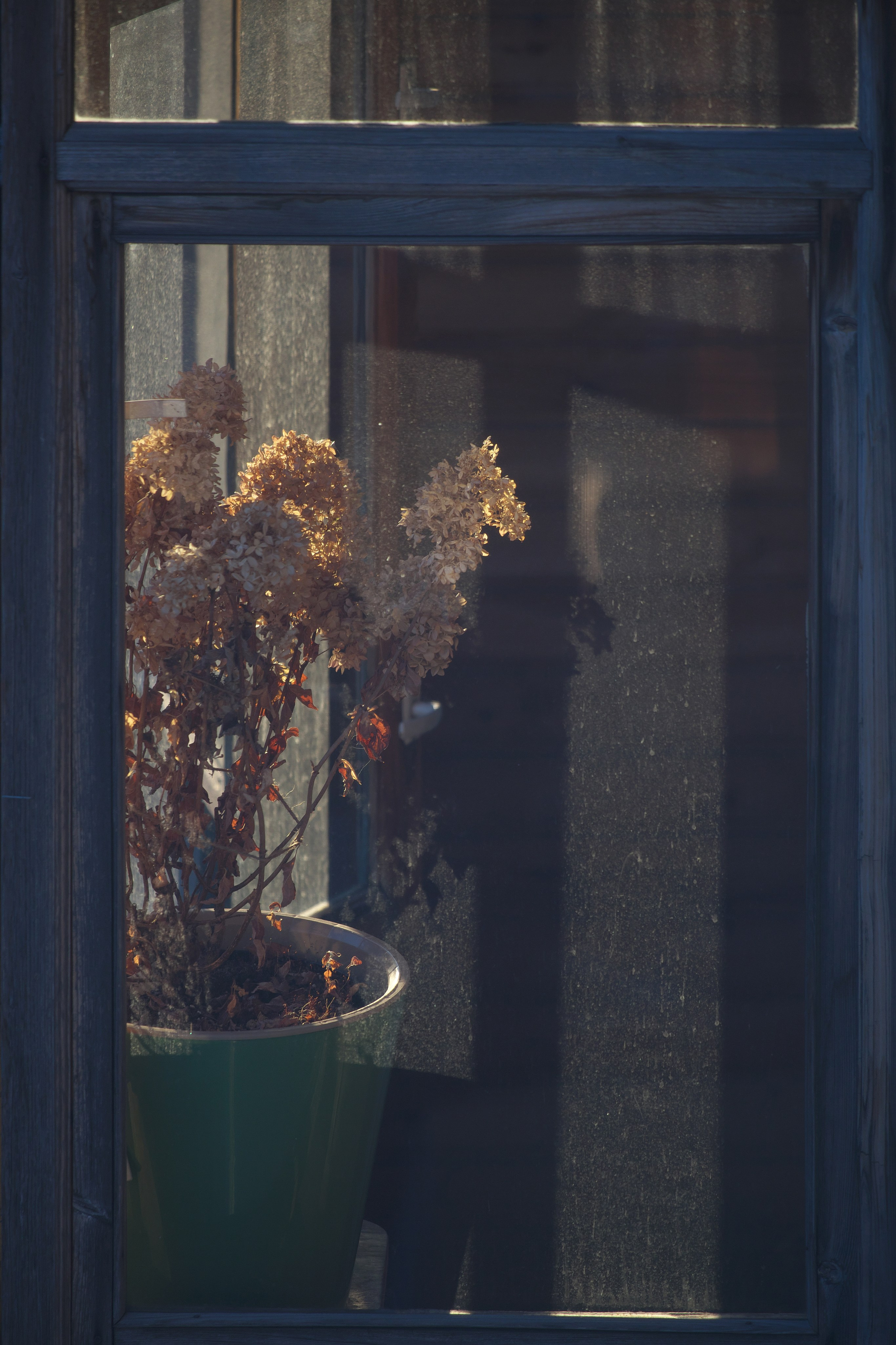 Окна. Миша Печёнкин | фотография