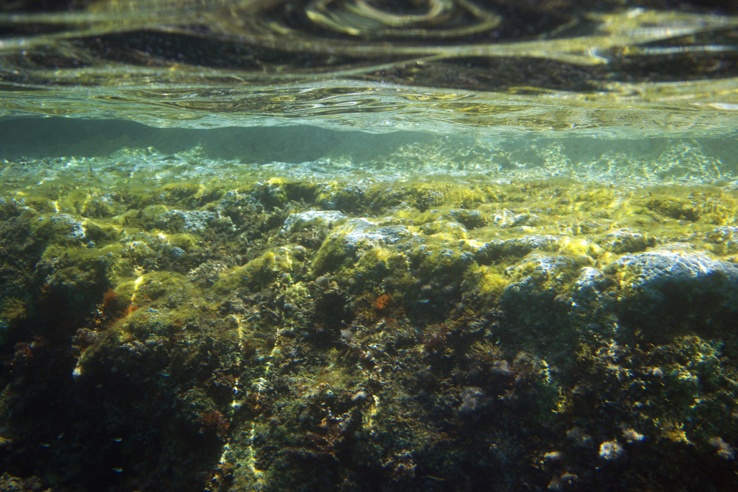 Под водой. Миша Печёнкин | фотография