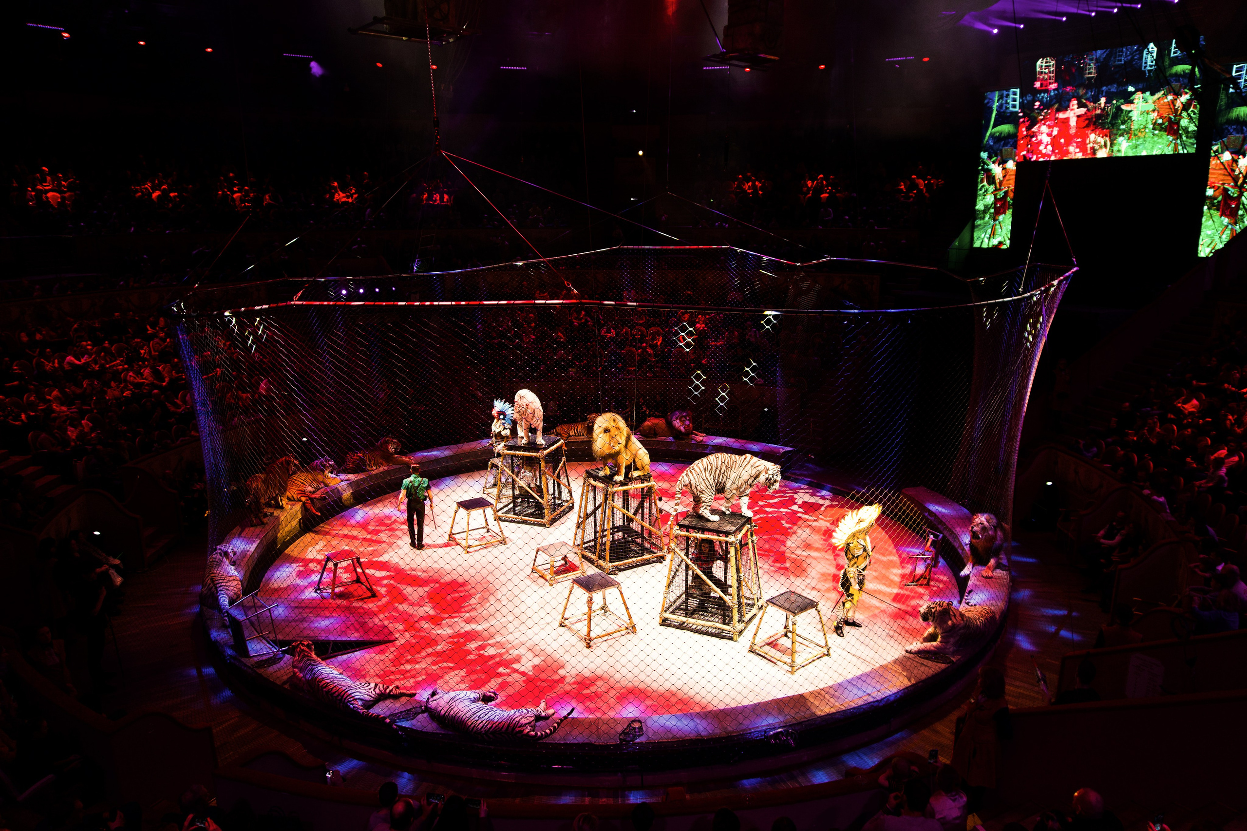 Цирк. Анна Жукова — Режиссёр кино и цирка, сценарист, фотограф