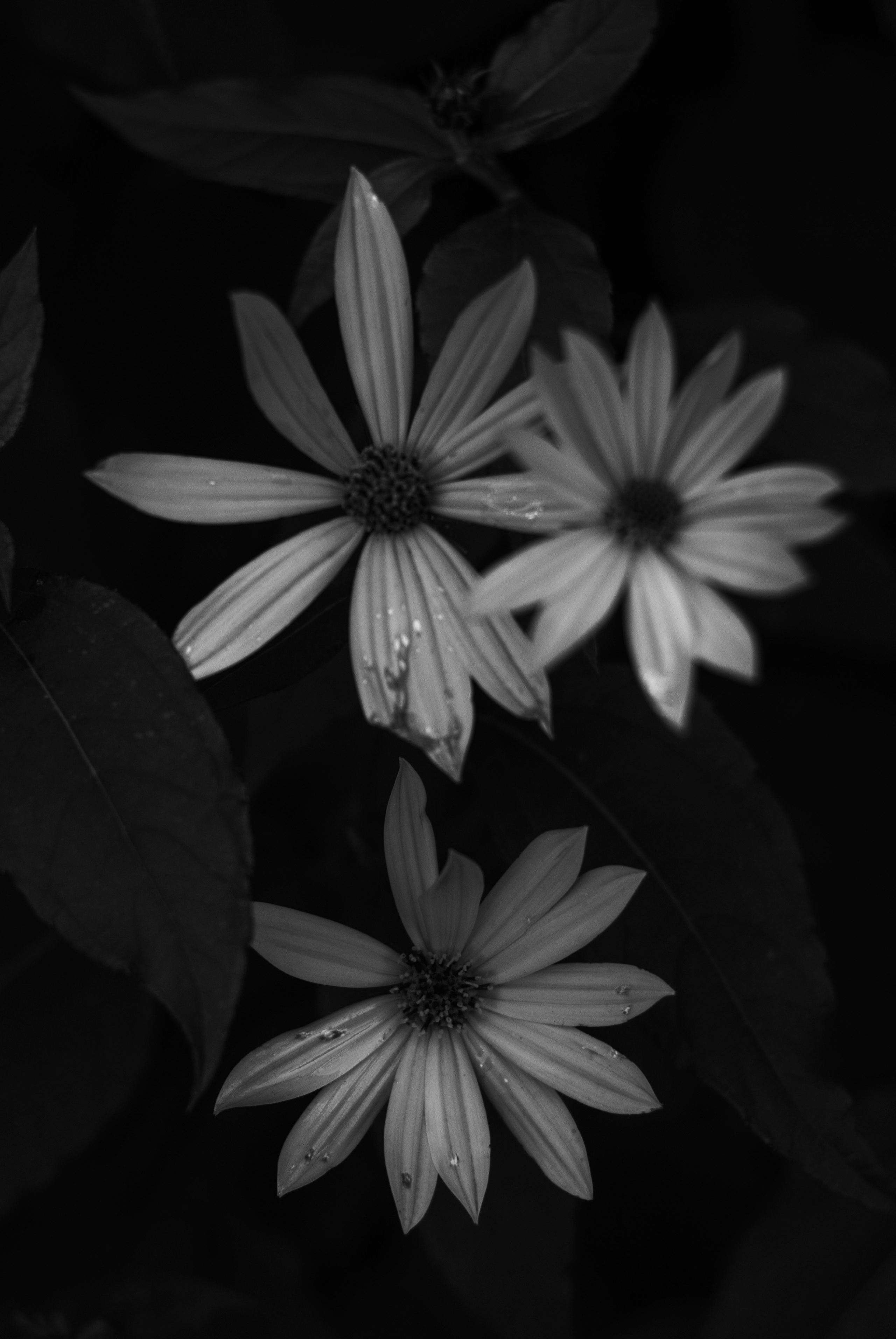 Внутривенные сны (2018-2023)