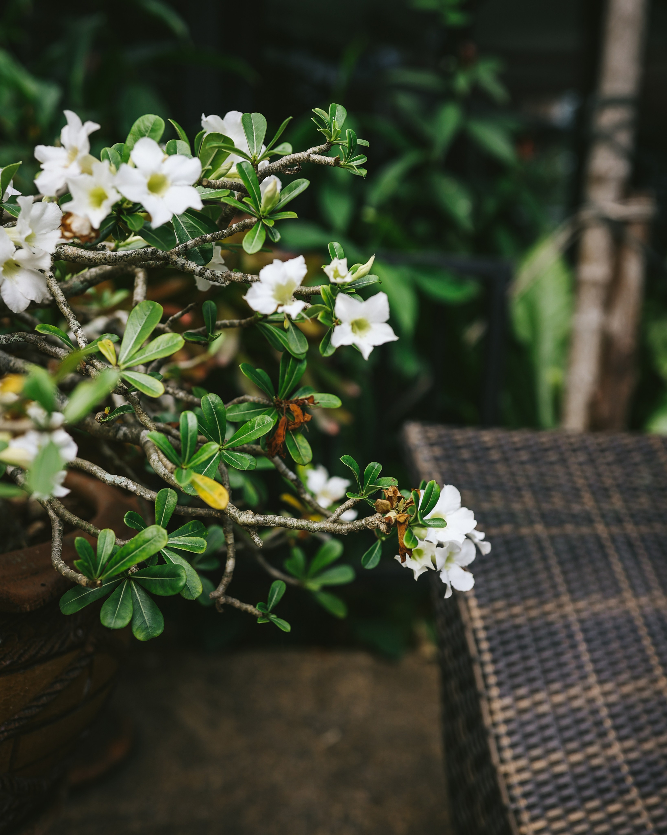 Thailand / Ban Sainai Resort. Ekaterina Buneeva Photography