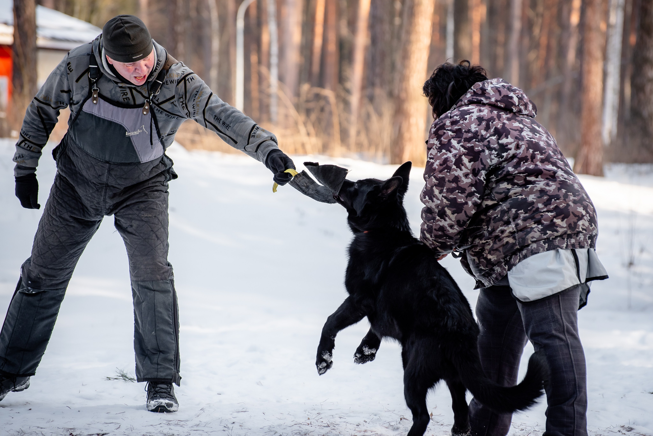 Фотосъёмка с собаками в Кинологическом лагере. Фотограф Макс Огурцов в Нижнем Новгороде