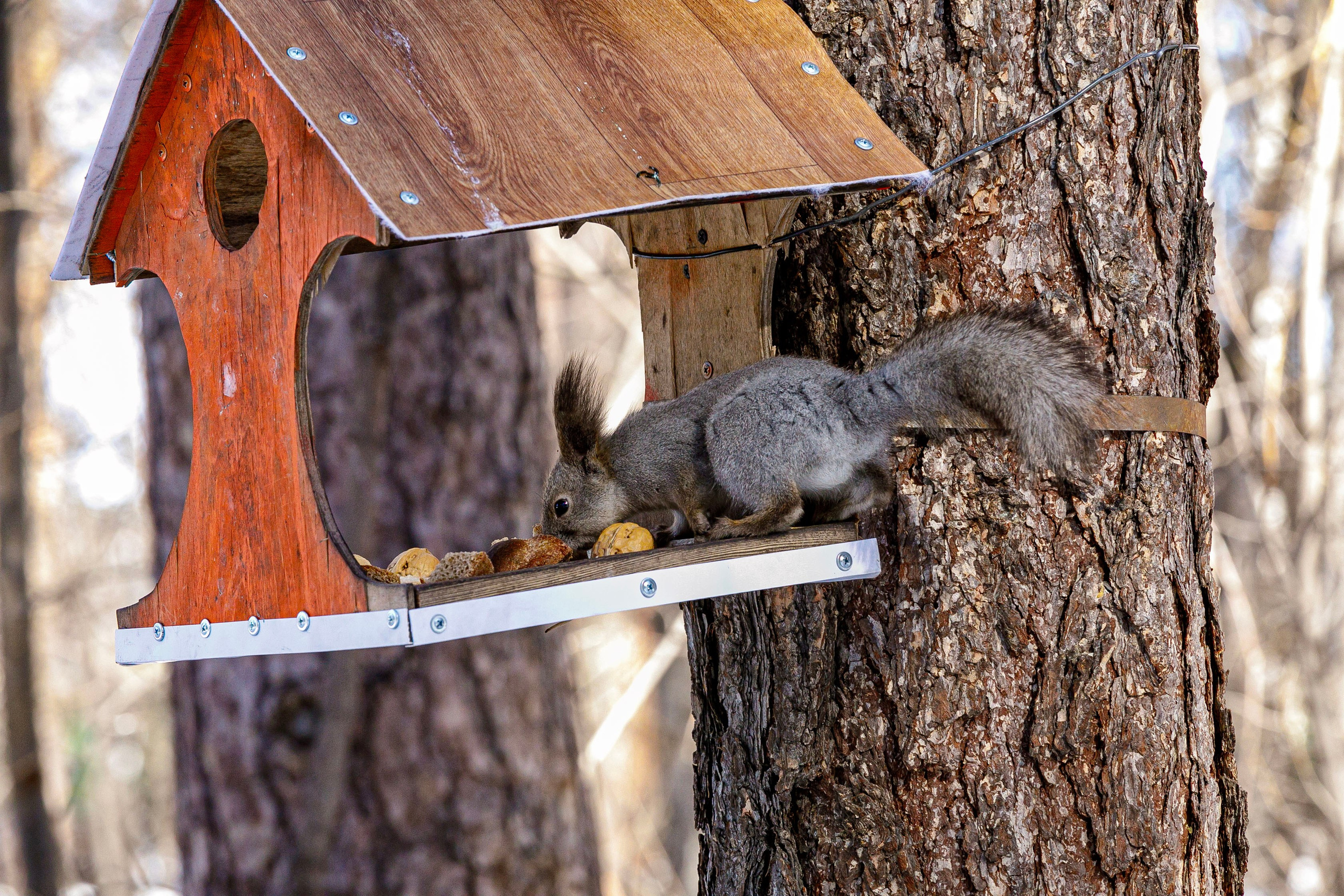 Белки / Squirrels. Фотограф Андрей Гузеев