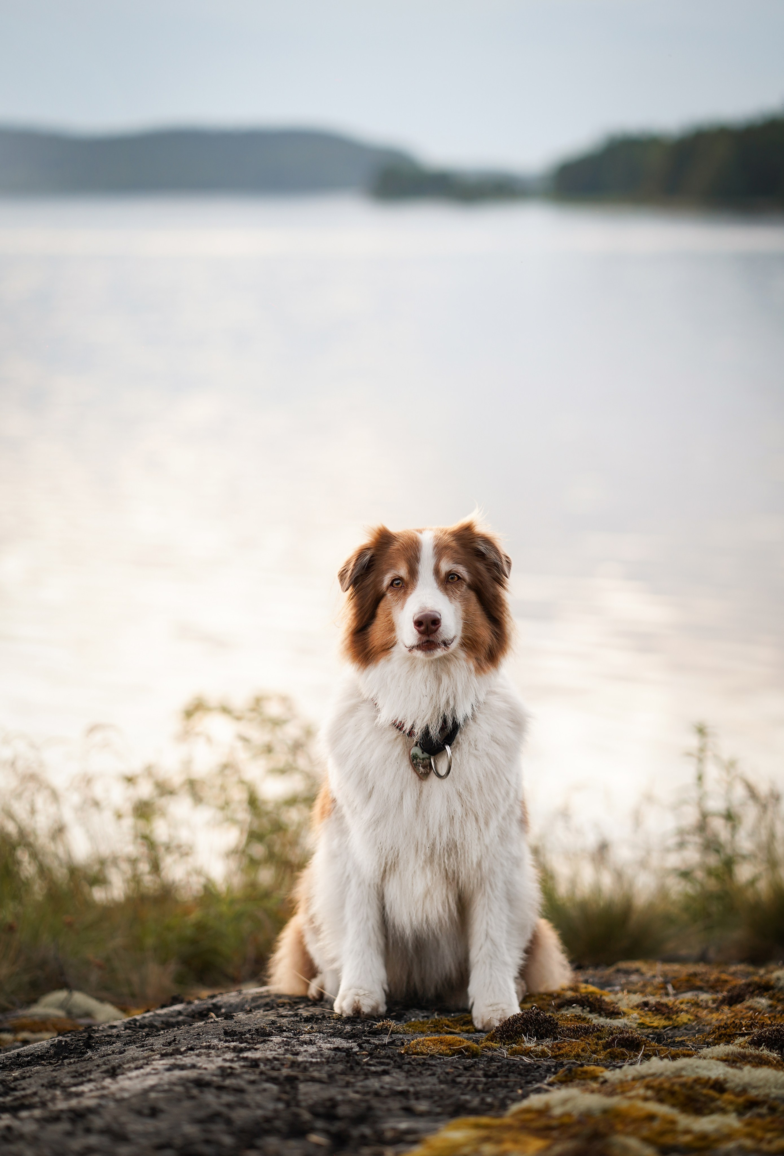 Карелия. Фотограф-анималист в Санкт-Петербурге Яна Мартынова