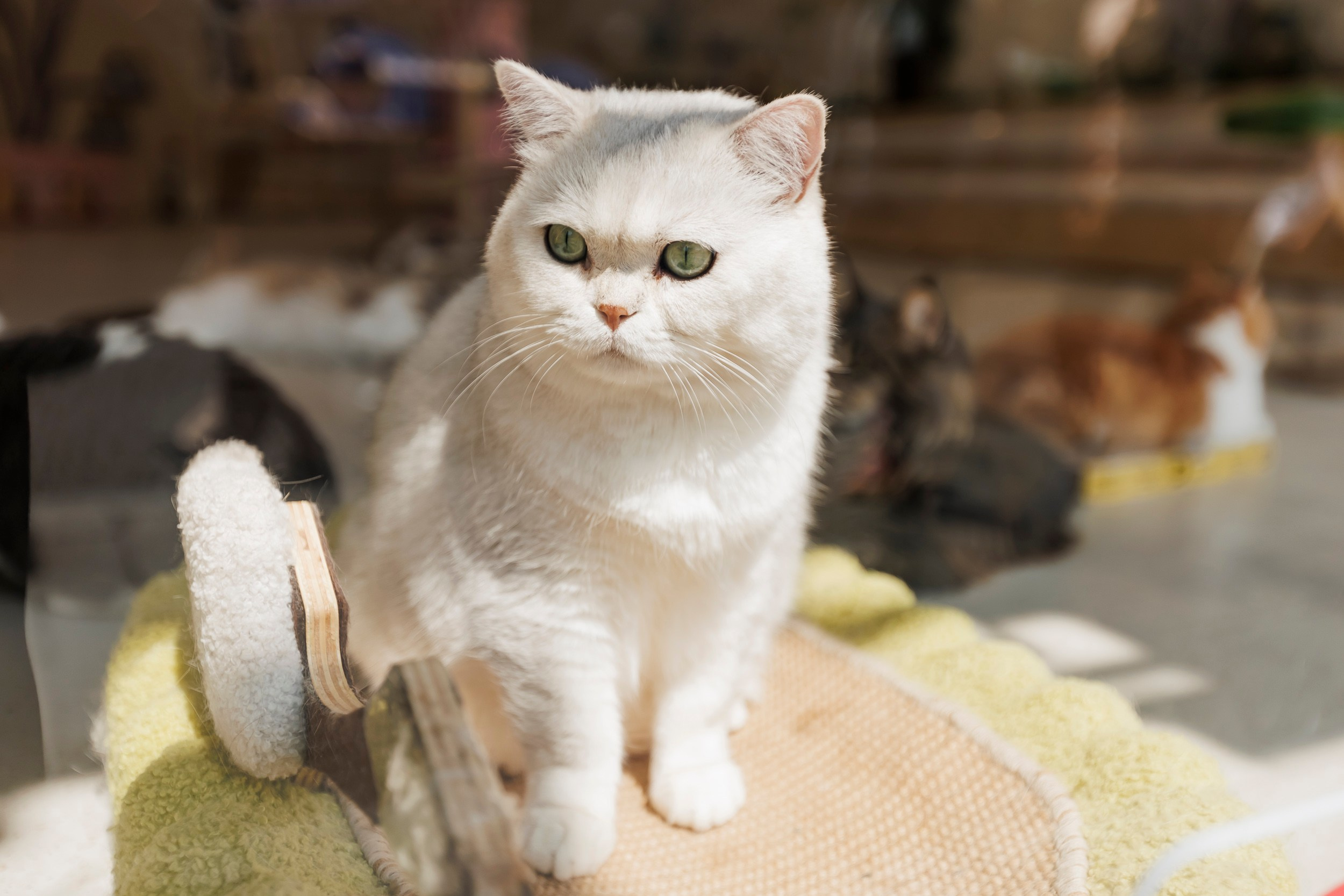 China, Shanghai. Репортажный фотограф Андрей Герасимов