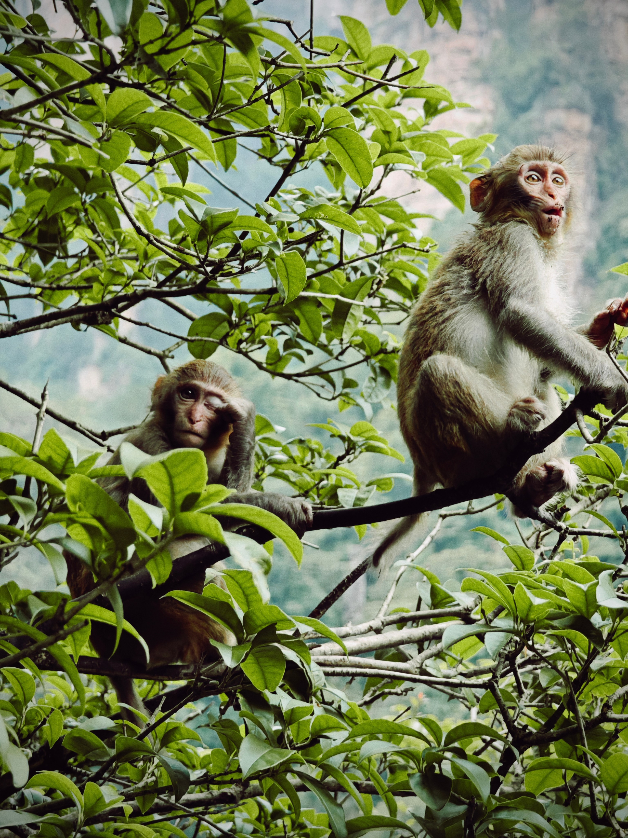 The Great Journey to China. Brjankin.com