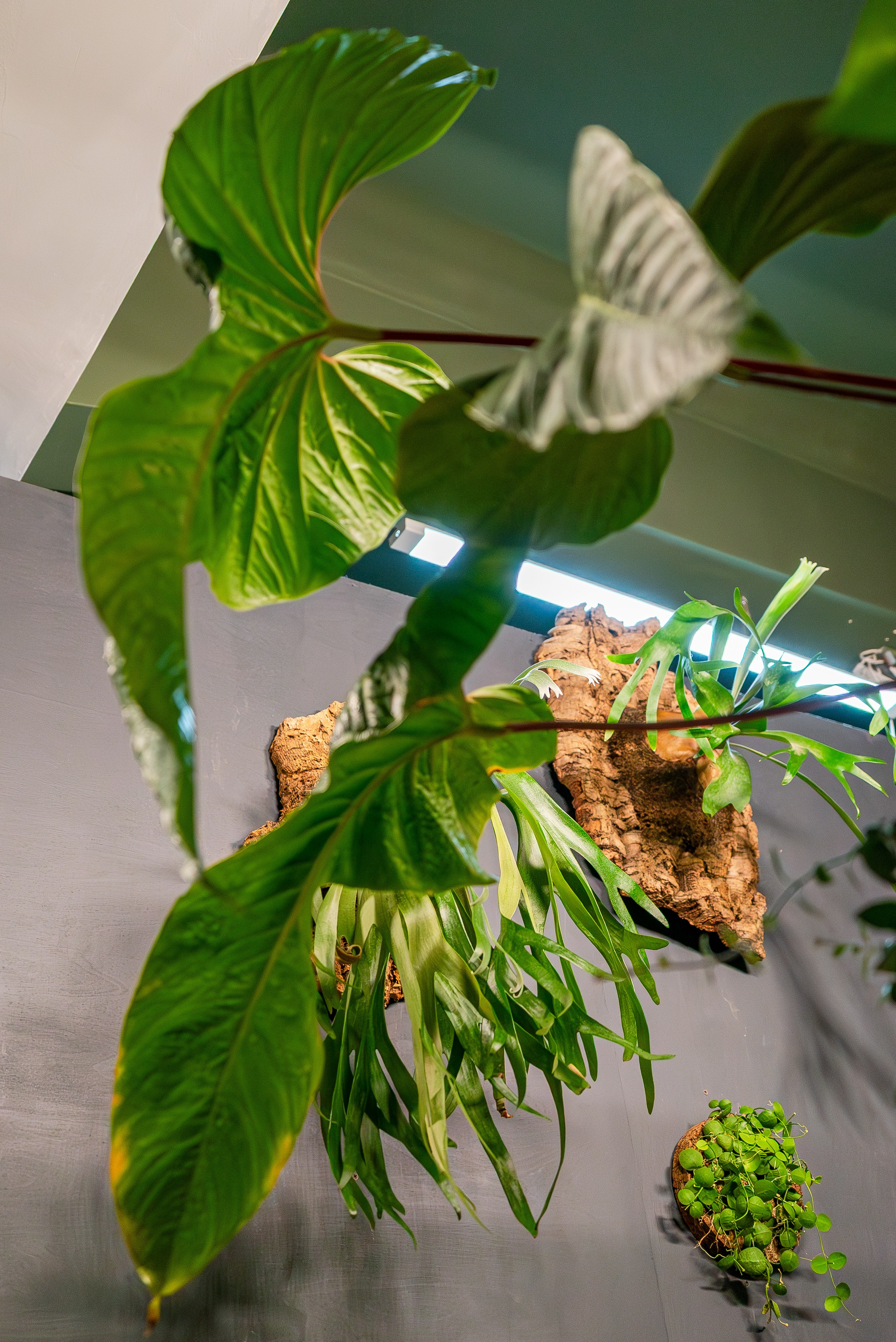 Make more plants. Александра Куликова фотограф, Москва