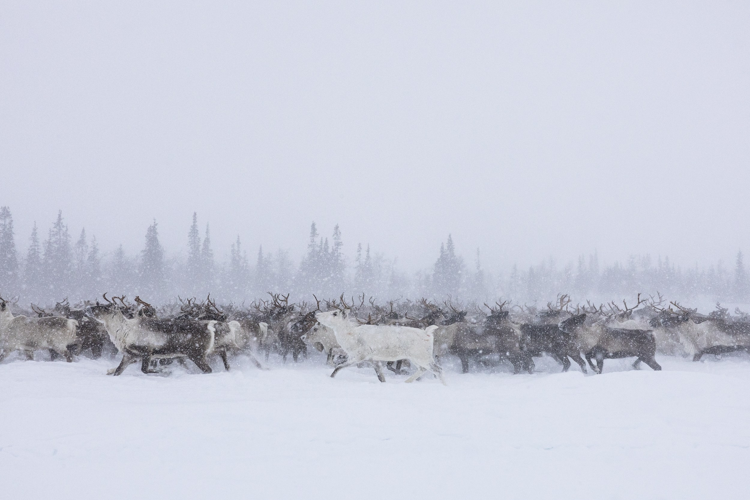 Кораль. На север к оленям. Репортажный фотограф в Сочи — Михаил Мордасов