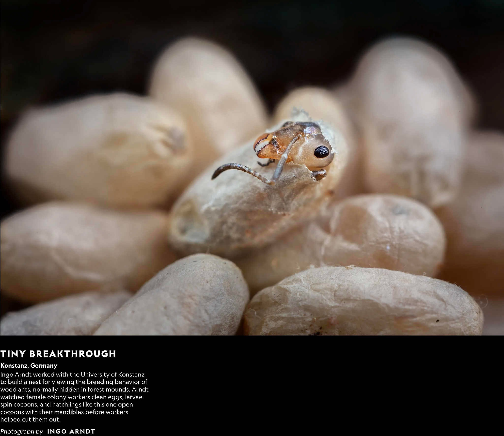 2024 год в объективе фотографов National Geographic. Фотограф Михаил Мордасов, Сочи. Мероприятия, портреты, спорт, репортаж