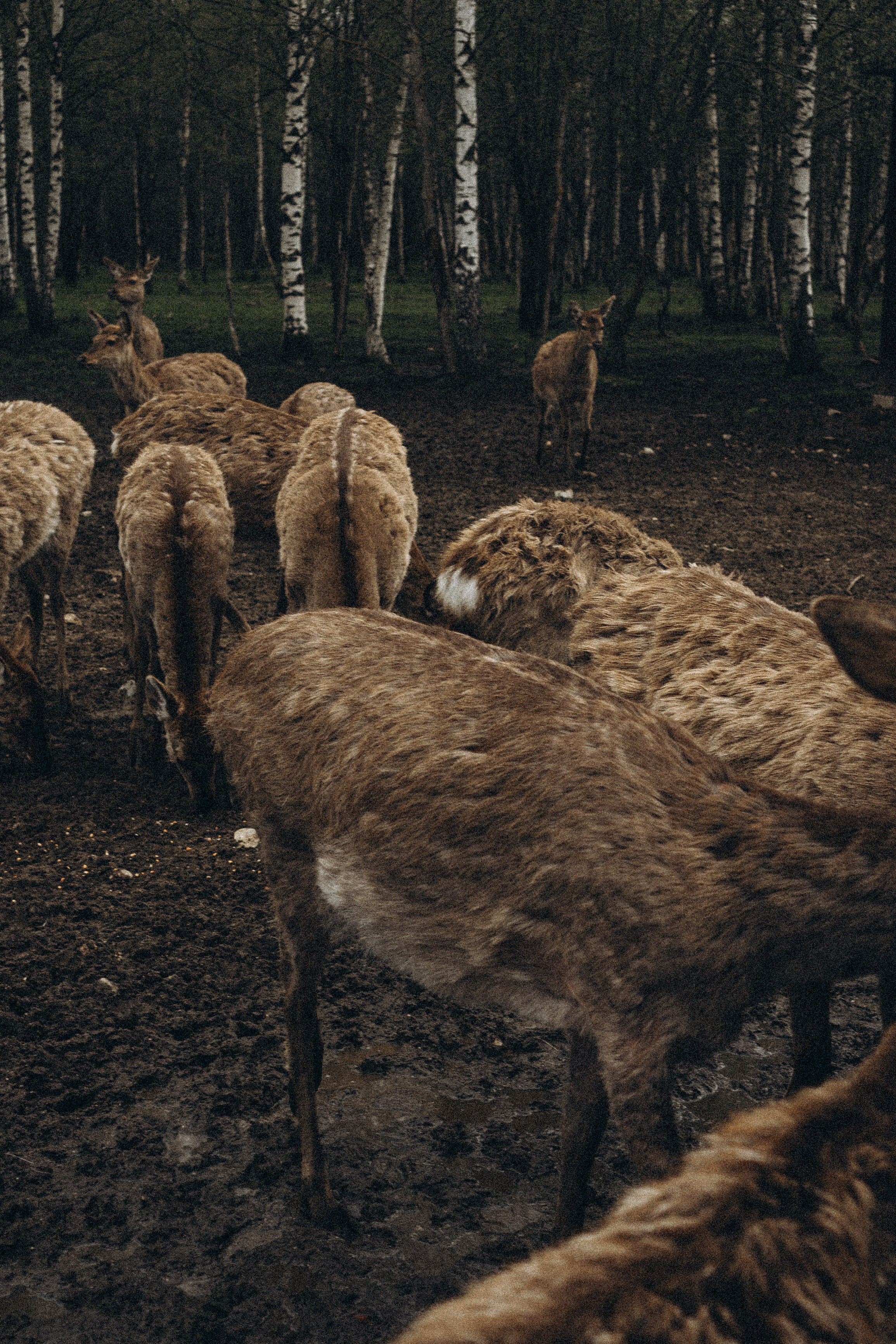 ОЛЕНЬЯ ФЕРМА В ТВЕРИ. Профессиональный фотограф, Санкт-Петербург — Виктория Богомолова