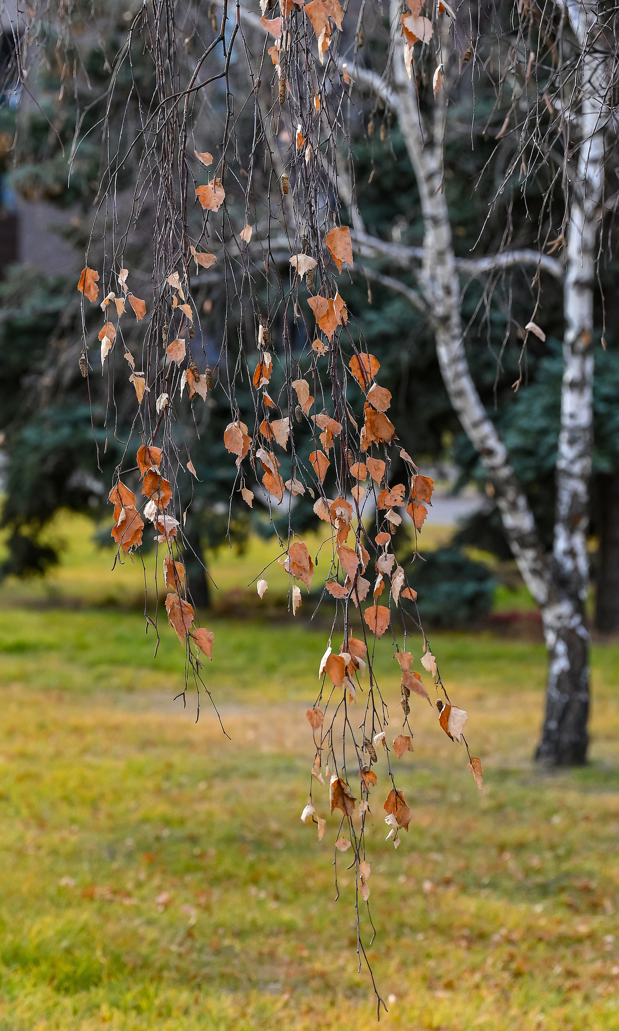 Осень. FotoGraf