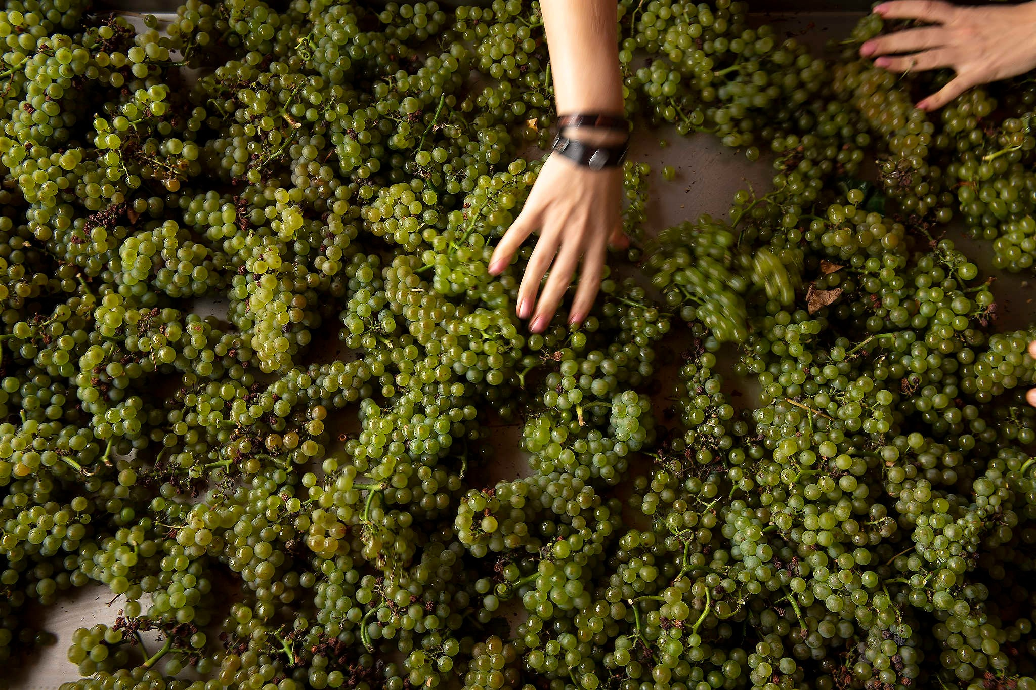 Винодельни Краснодарского края. Фотограф Михаил Мордасов, Сочи. Мероприятия, портреты, спорт, репортаж