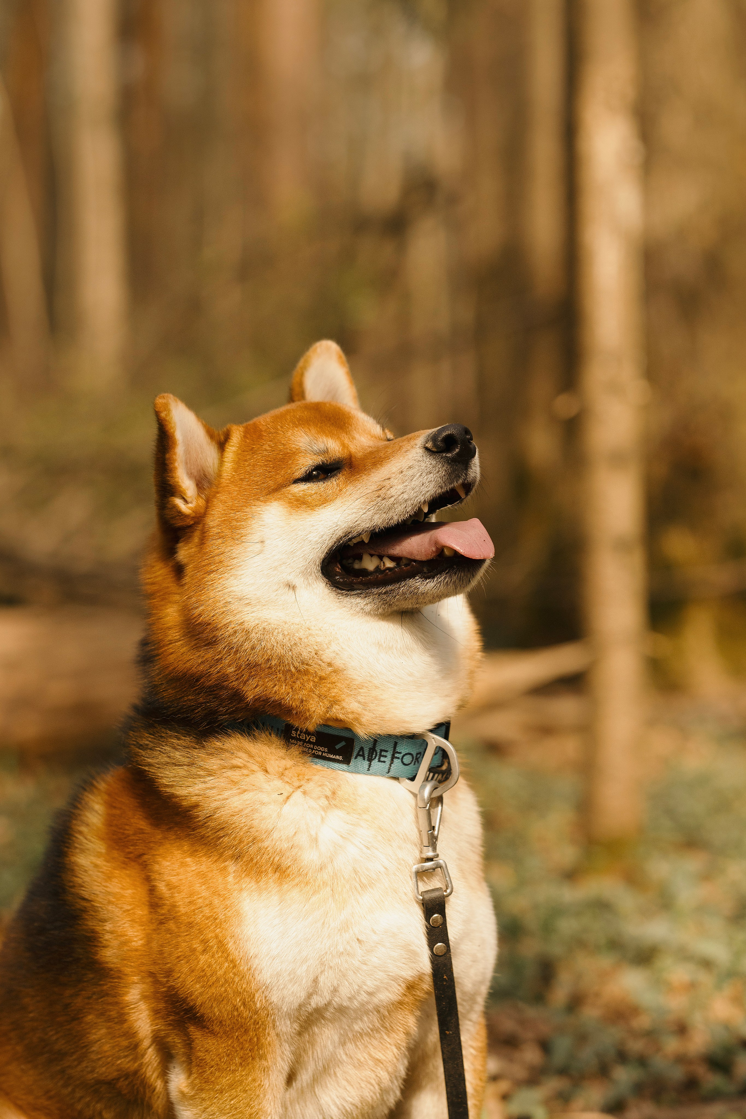 Юнки. Фотограф- анималист Александра Матвеева