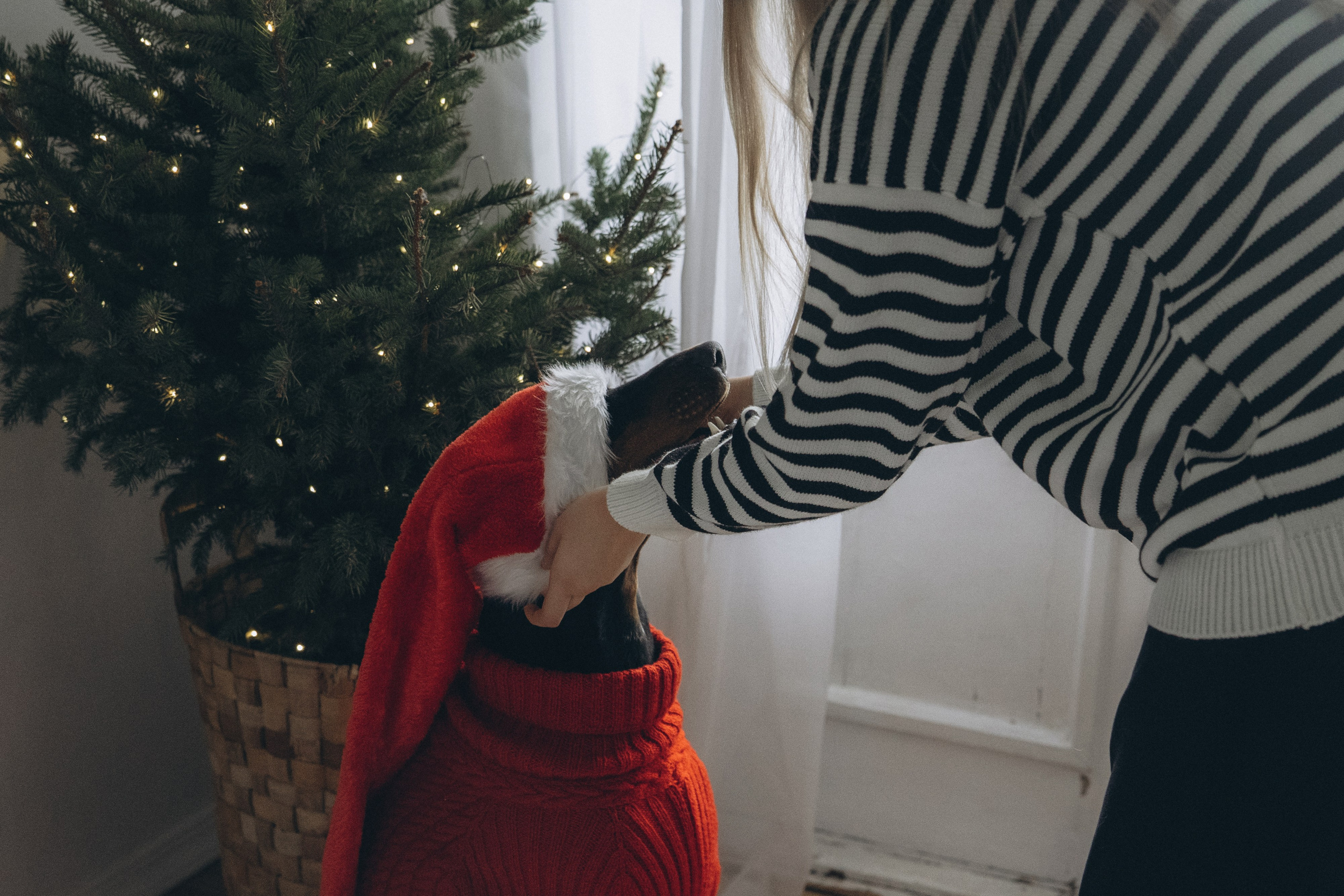 Саша и Асти. Фотограф анималист в Москве и Санкт-Петербурге Свиридова Анна