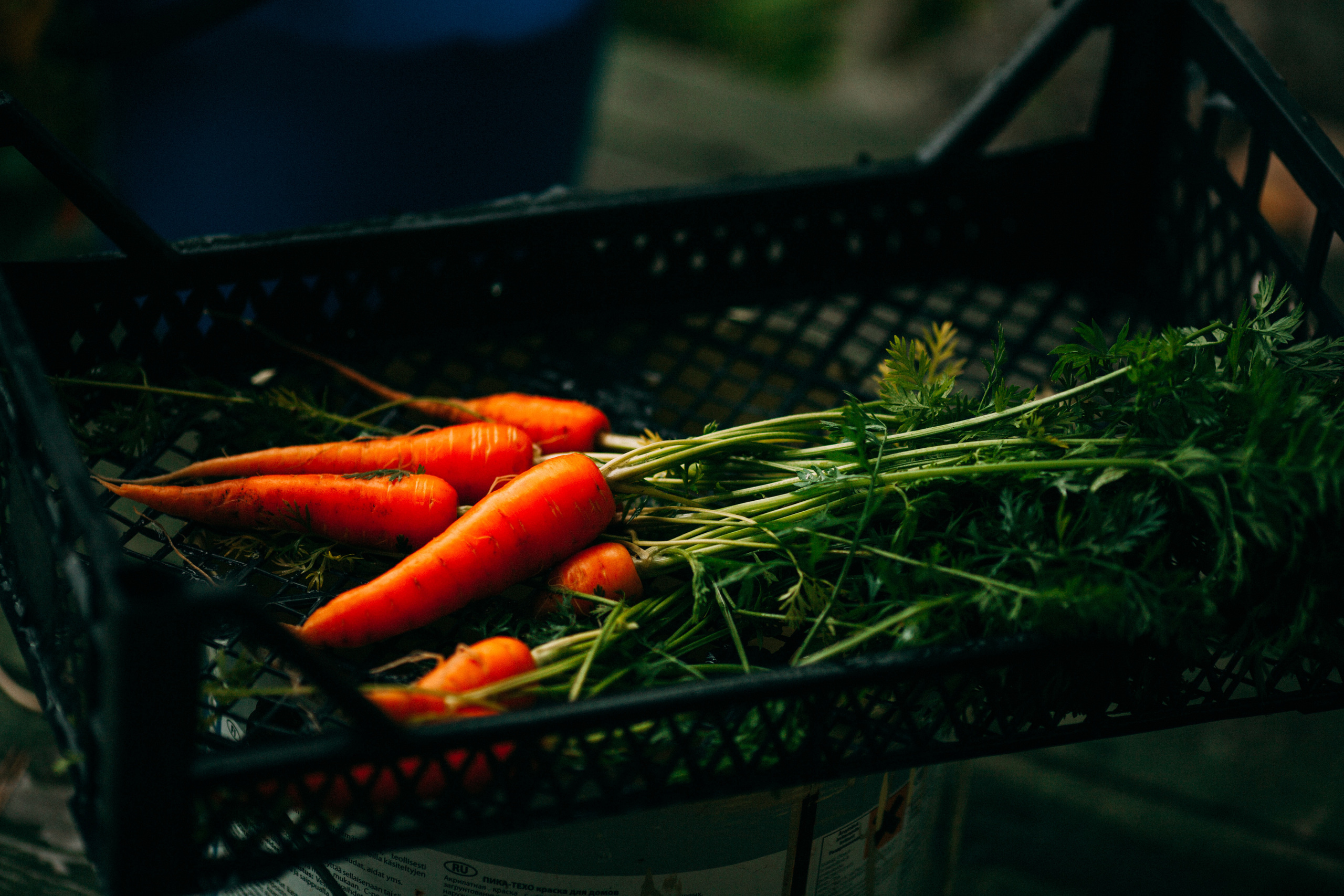 Фотосессия в Ленинградской области. Детский и семейный фотограф Муксимова Ирина