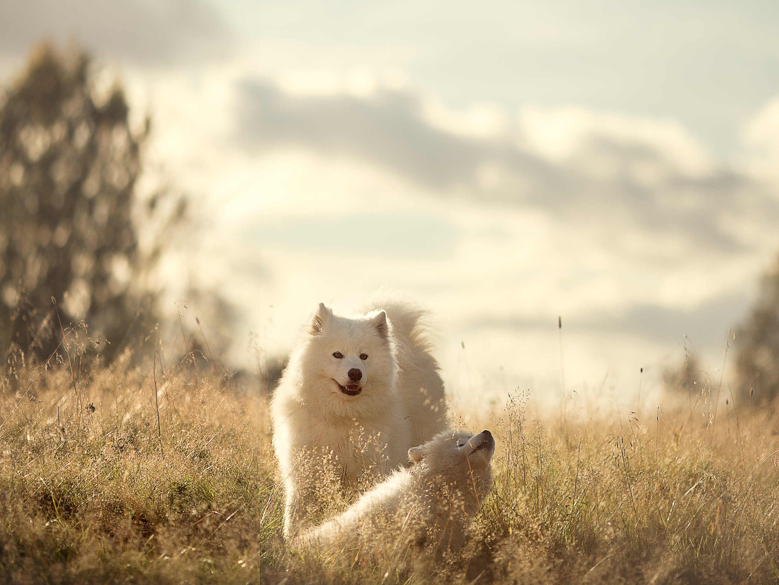 Фотосессия на хуторе с животными. Детский и семейный фотограф Муксимова Ирина
