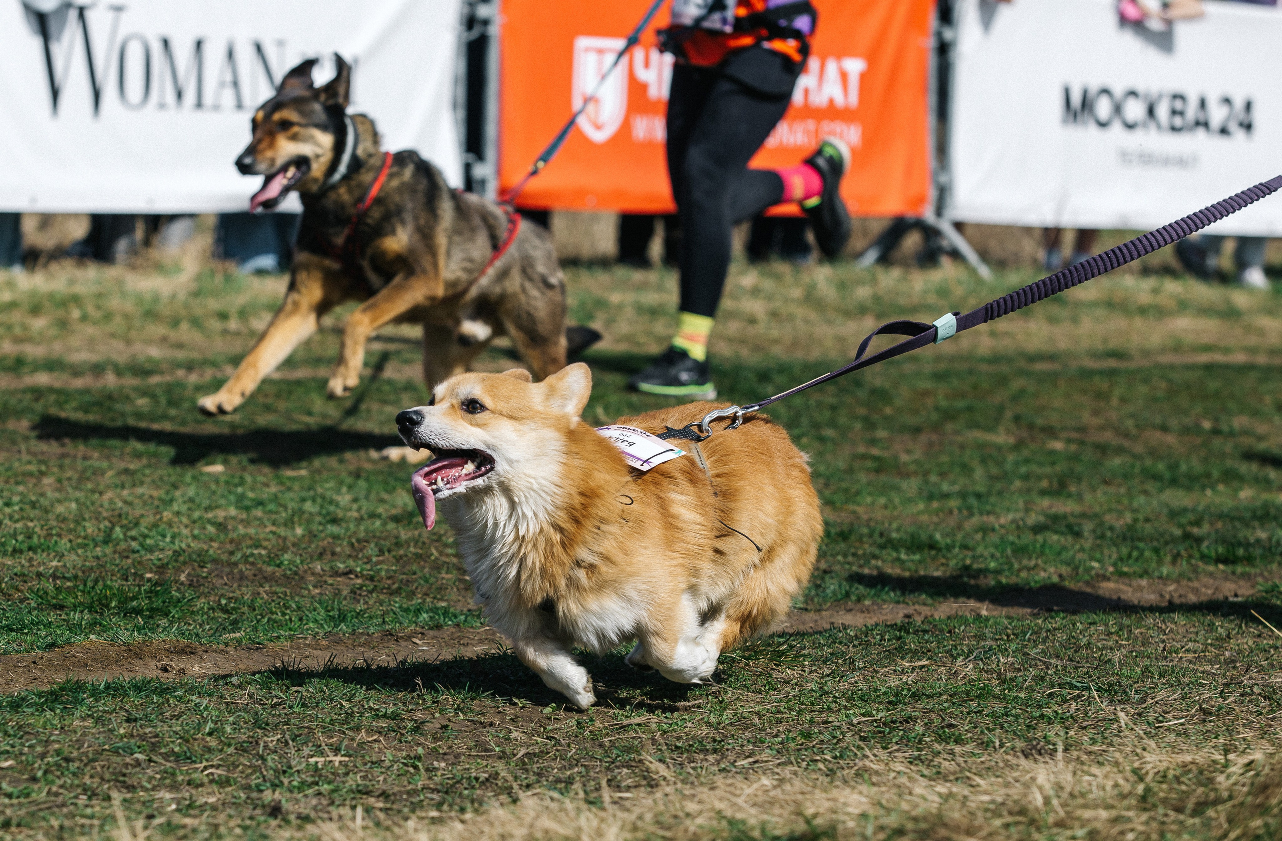 Кросс «Быстрый пёс» 2025. Репортажный фотограф в Москве