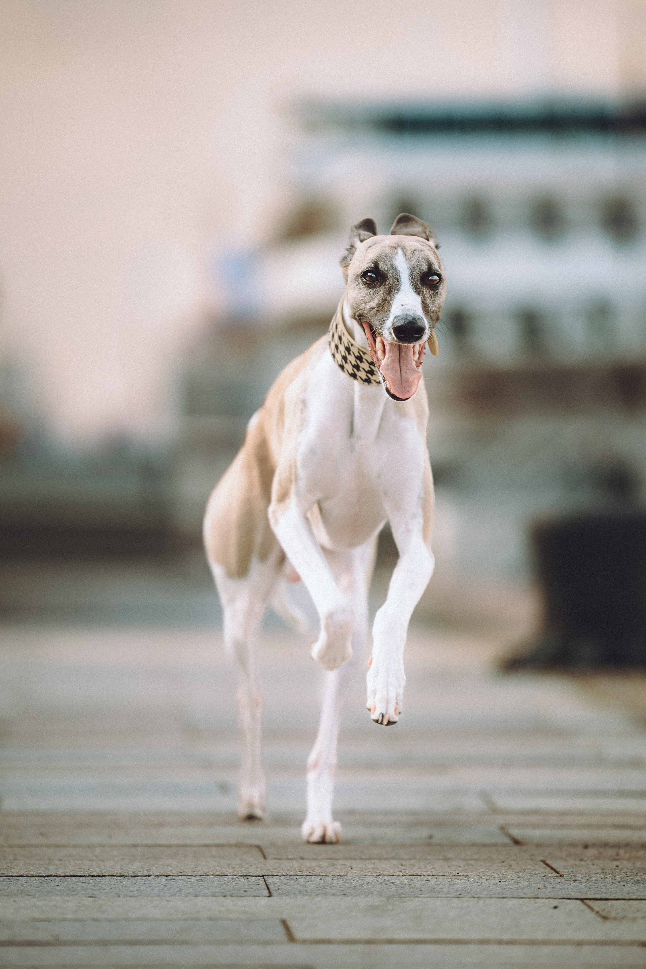 Ирина, Илья и Рик