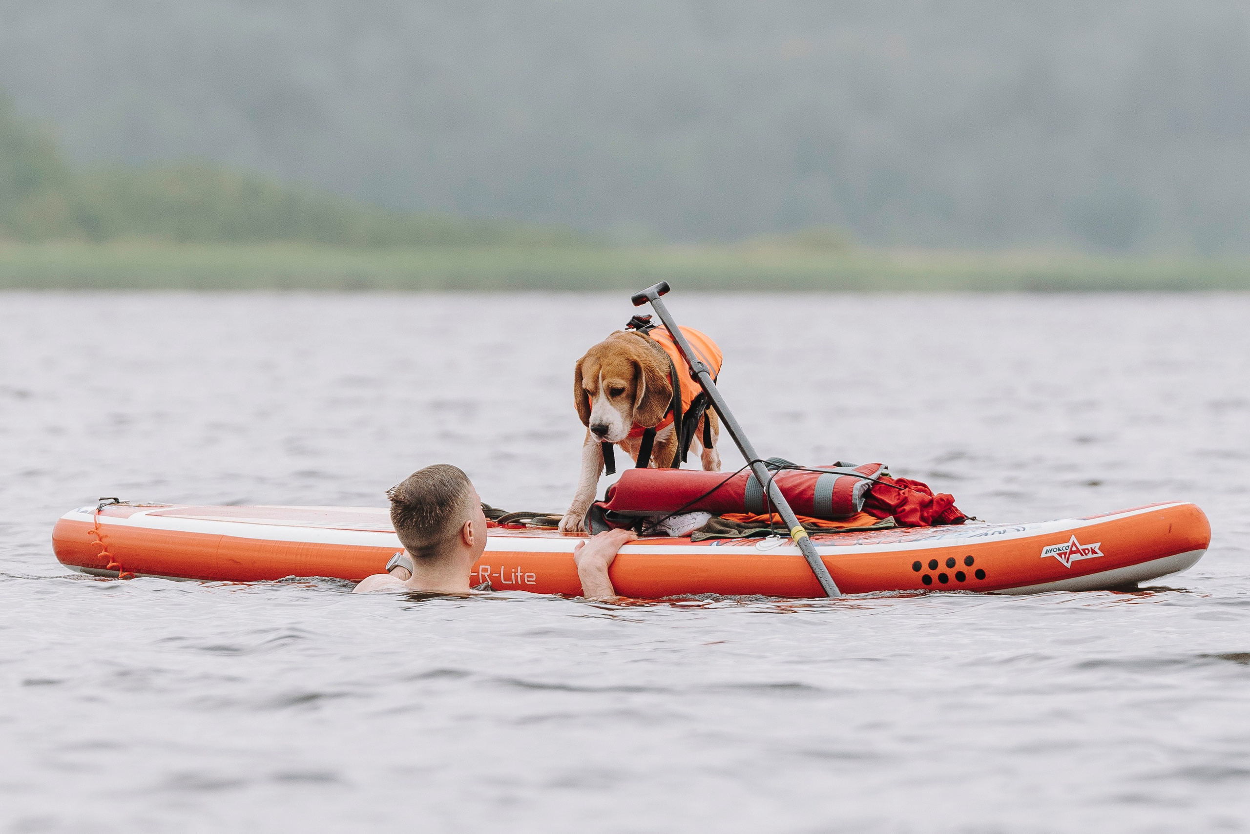 Катание на сапах с собаками. Фотограф анималист в Спб недорого Олеся Майорова