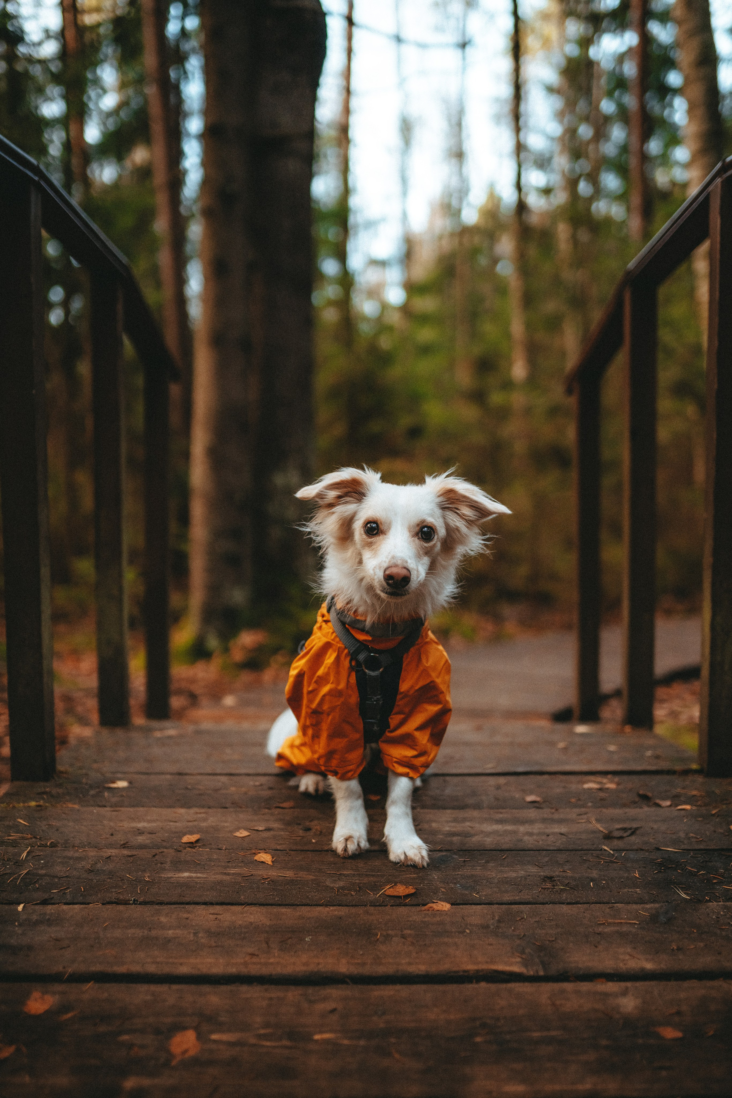 Бруно, Алена и Антон. Фотограф анималист в Спб недорого Олеся Майорова