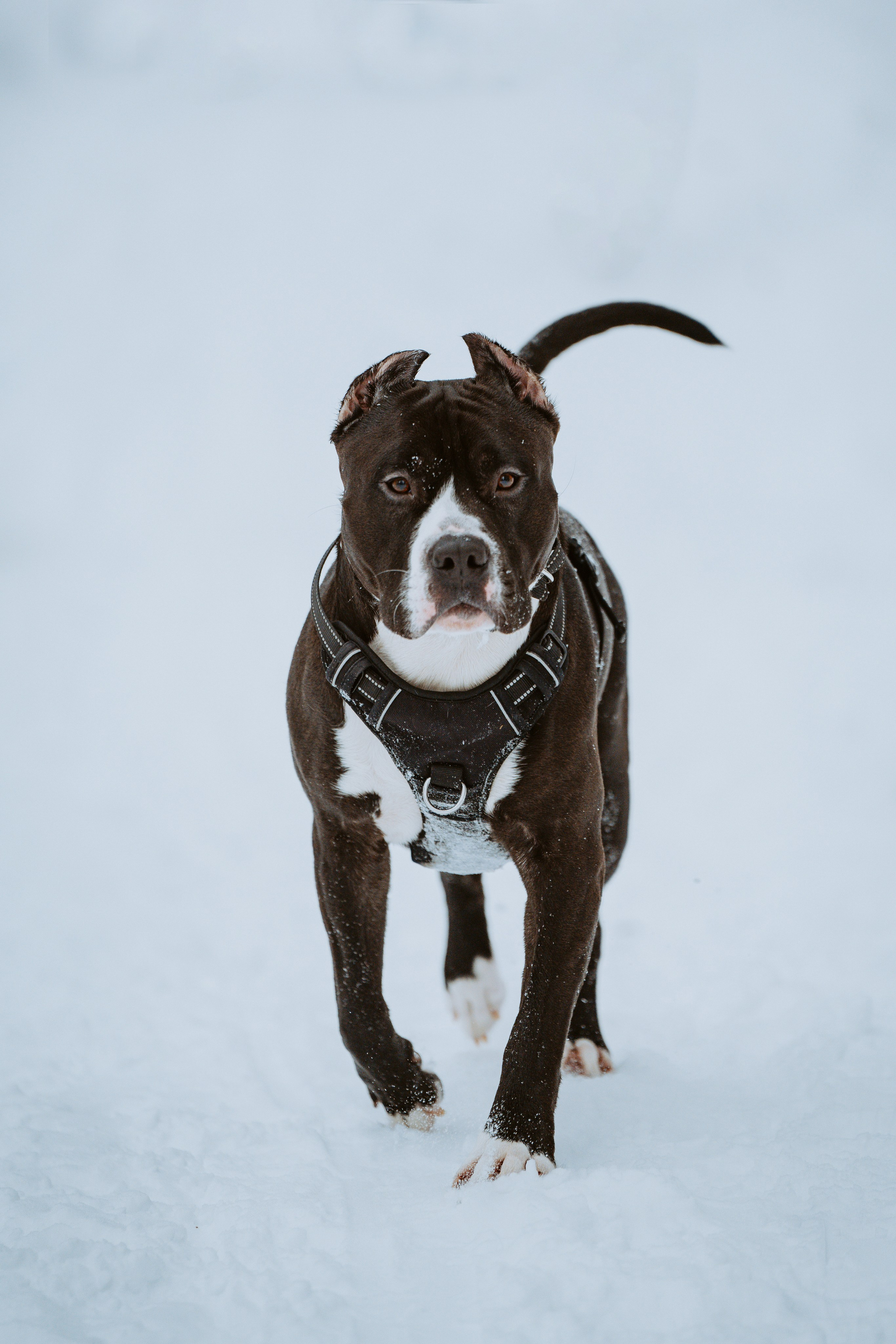 Дог трекинг. Фотограф анималист в Спб недорого Олеся Майорова