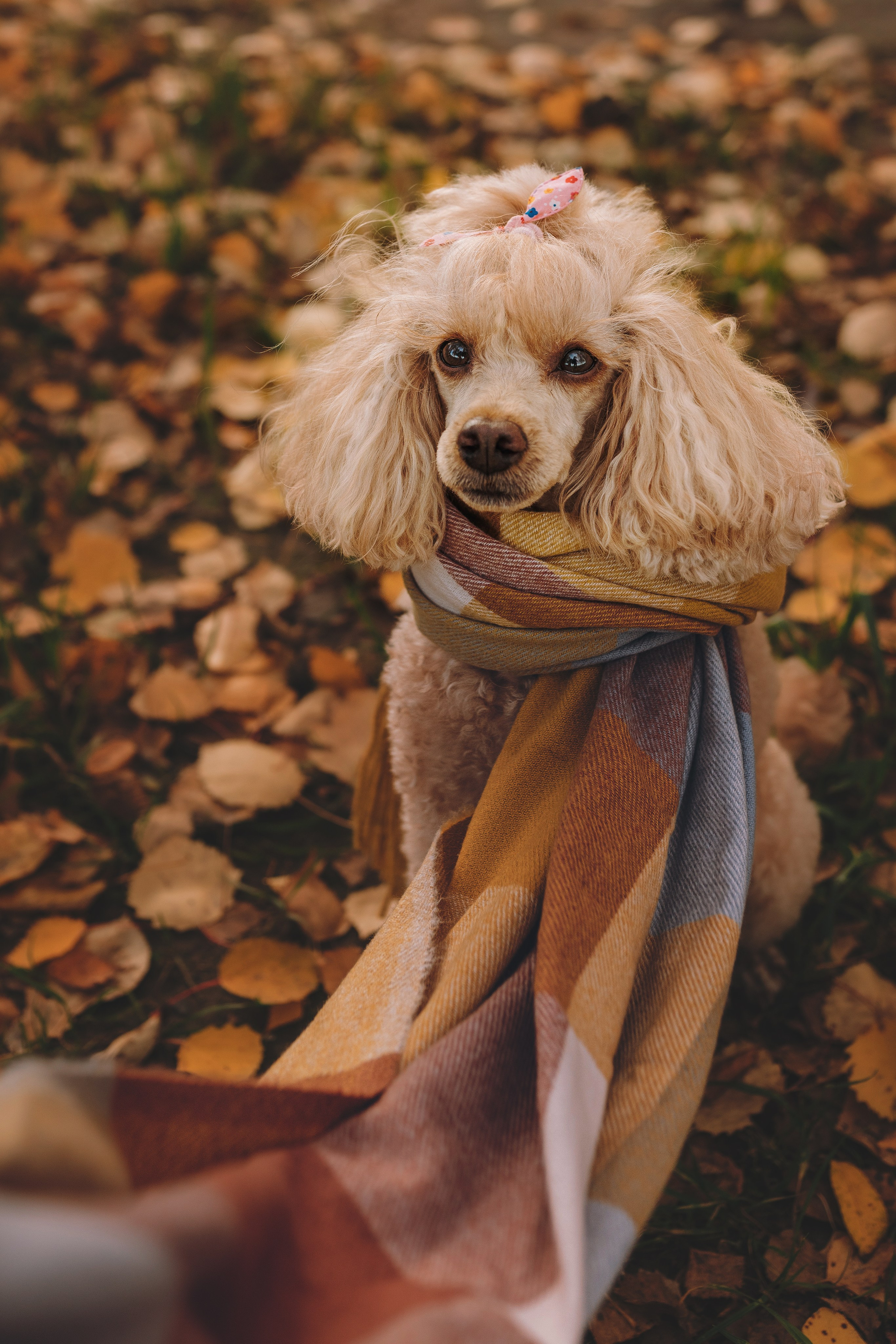 Фотосессия с собакой на пляже. Фотограф анималист в Спб недорого Олеся Майорова