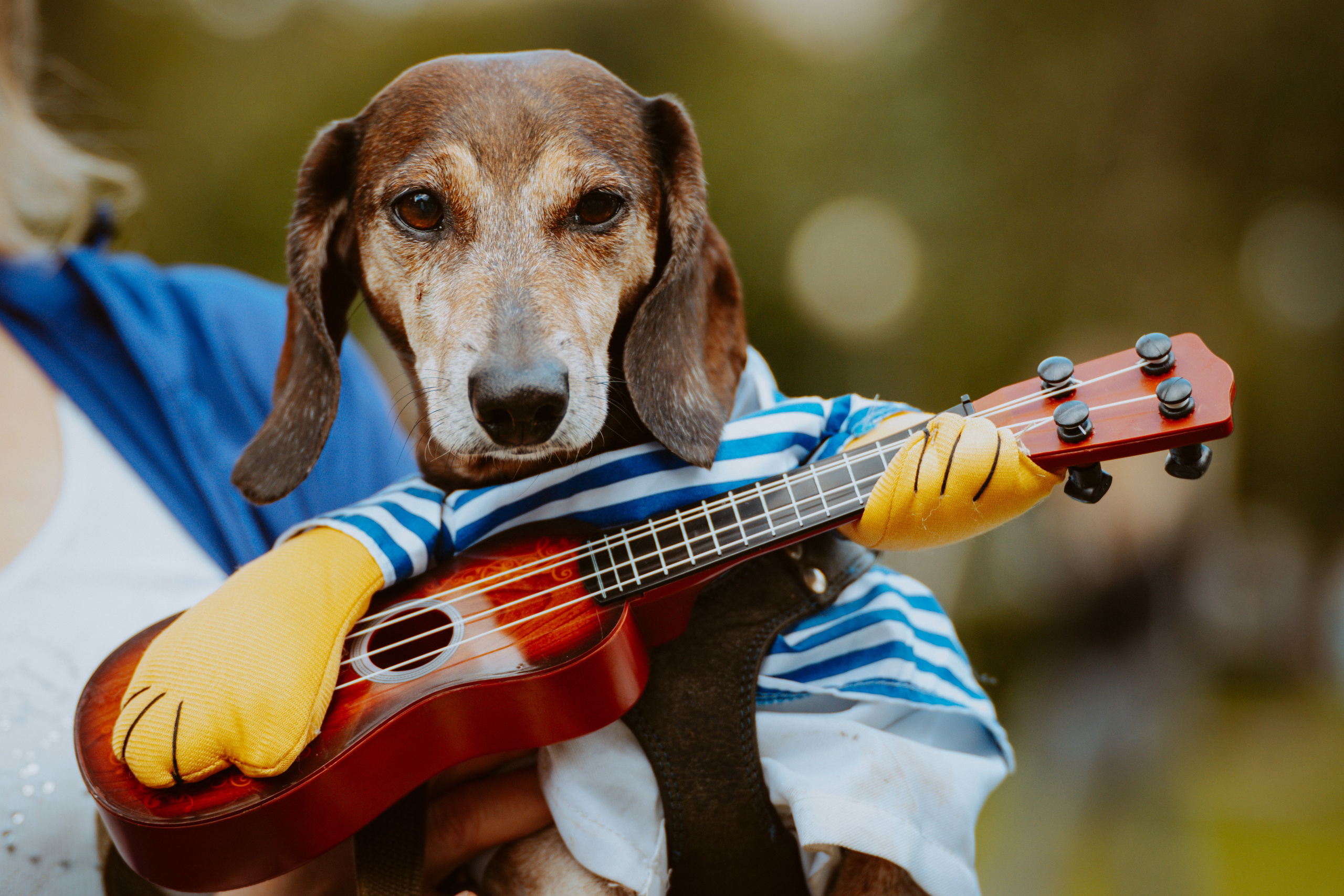 Такспарад. Фотограф анималист в Спб недорого Олеся Майорова