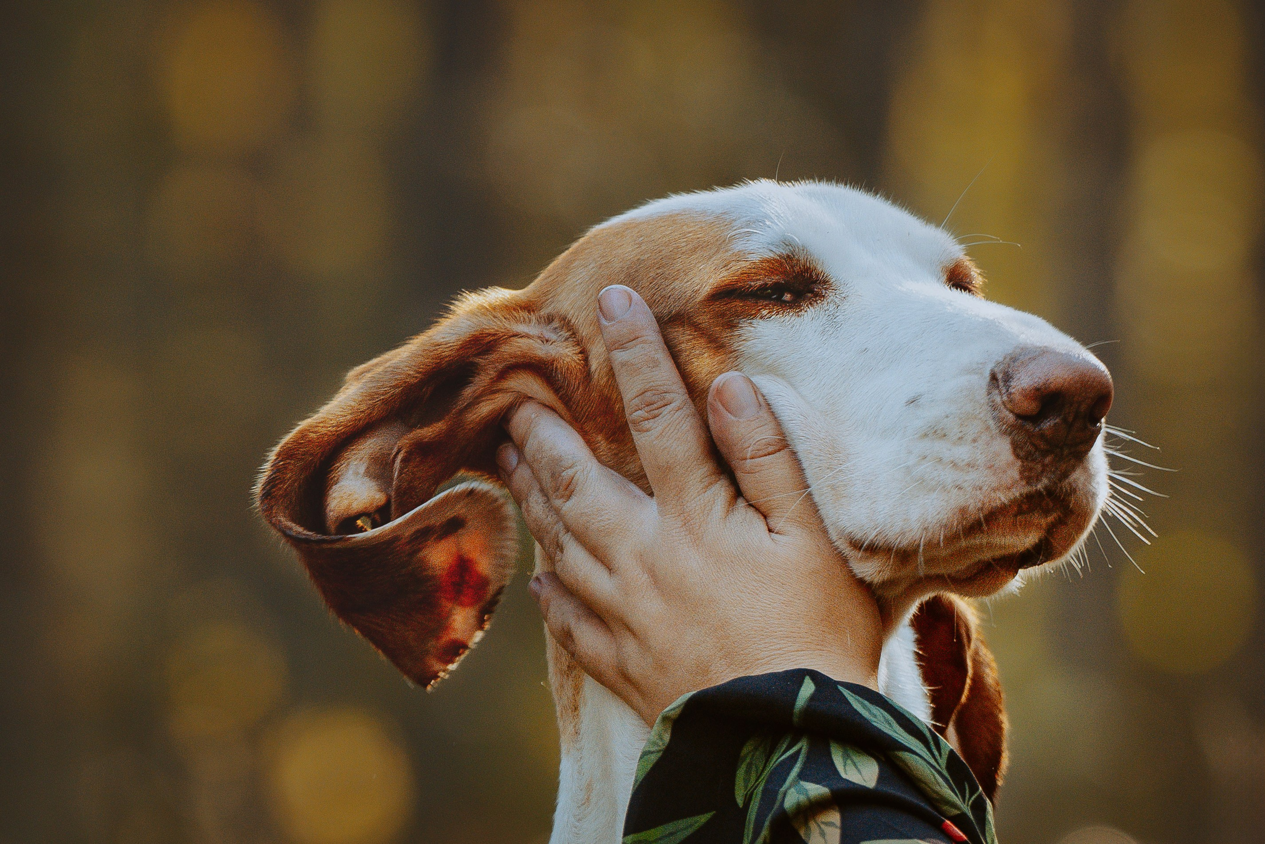 Ольга, Рора и Румпель. Фотограф анималист в Спб недорого Олеся Майорова
