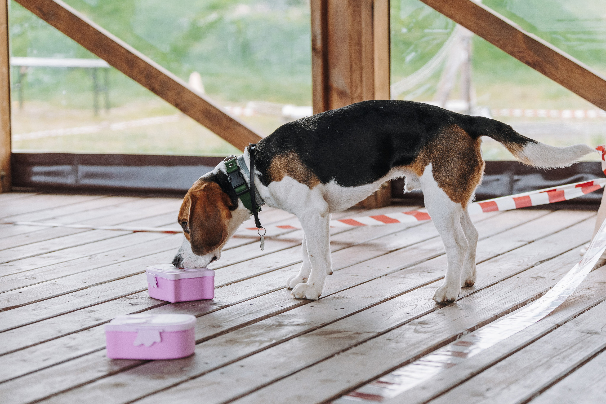 Соревнования по ноузворку в Лосево. Фотограф анималист в Спб недорого Олеся Майорова