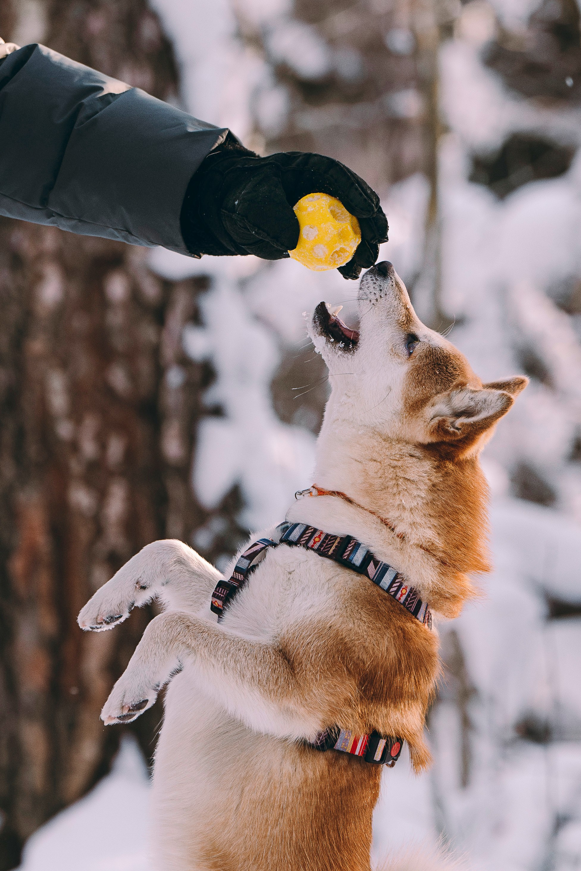 Каори, Анна и Антон. Фотограф анималист в Спб недорого Олеся Майорова