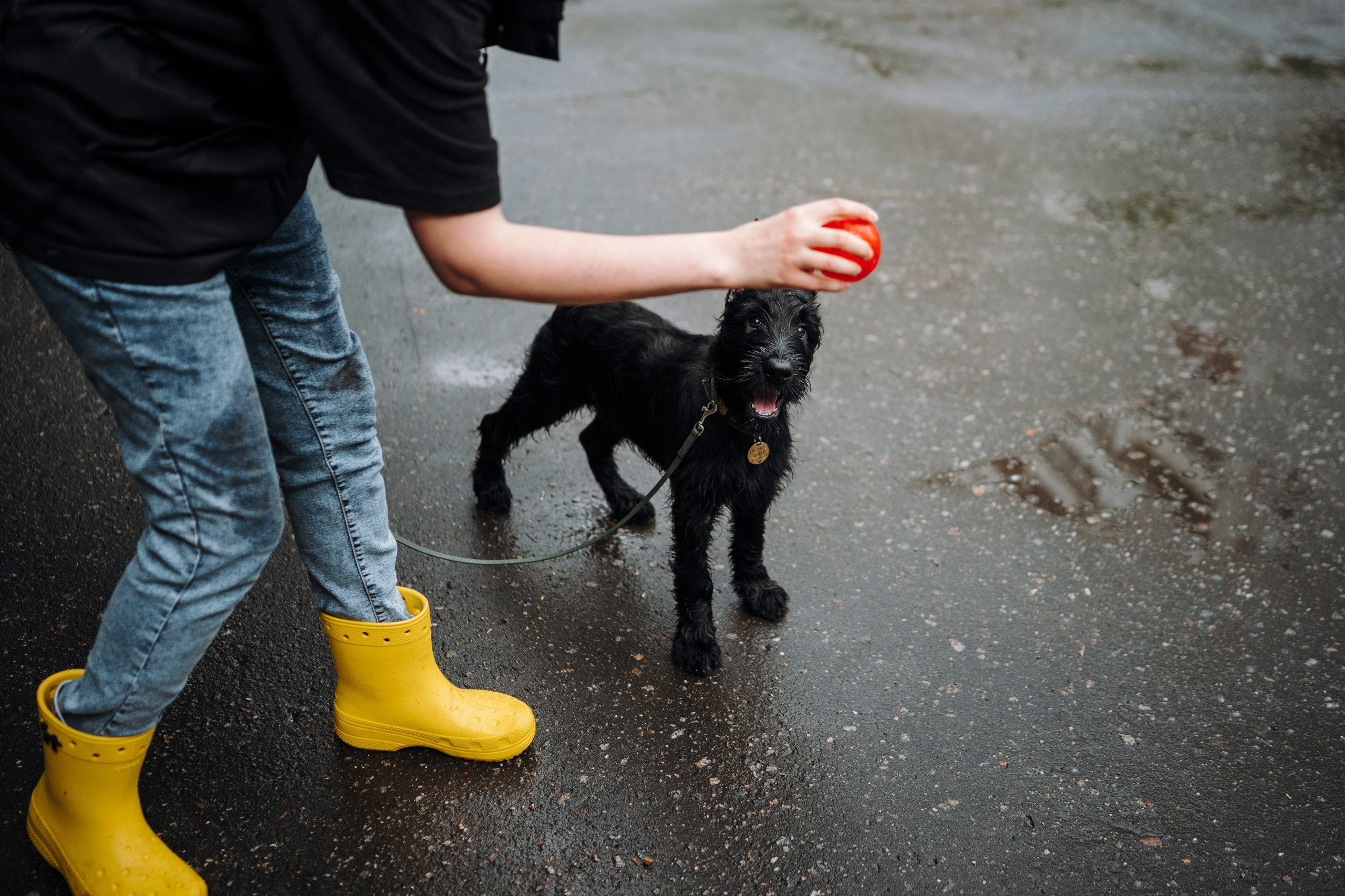 Даша и Умбра. Семейный фотограф анималист Ананьева Мария — Москва