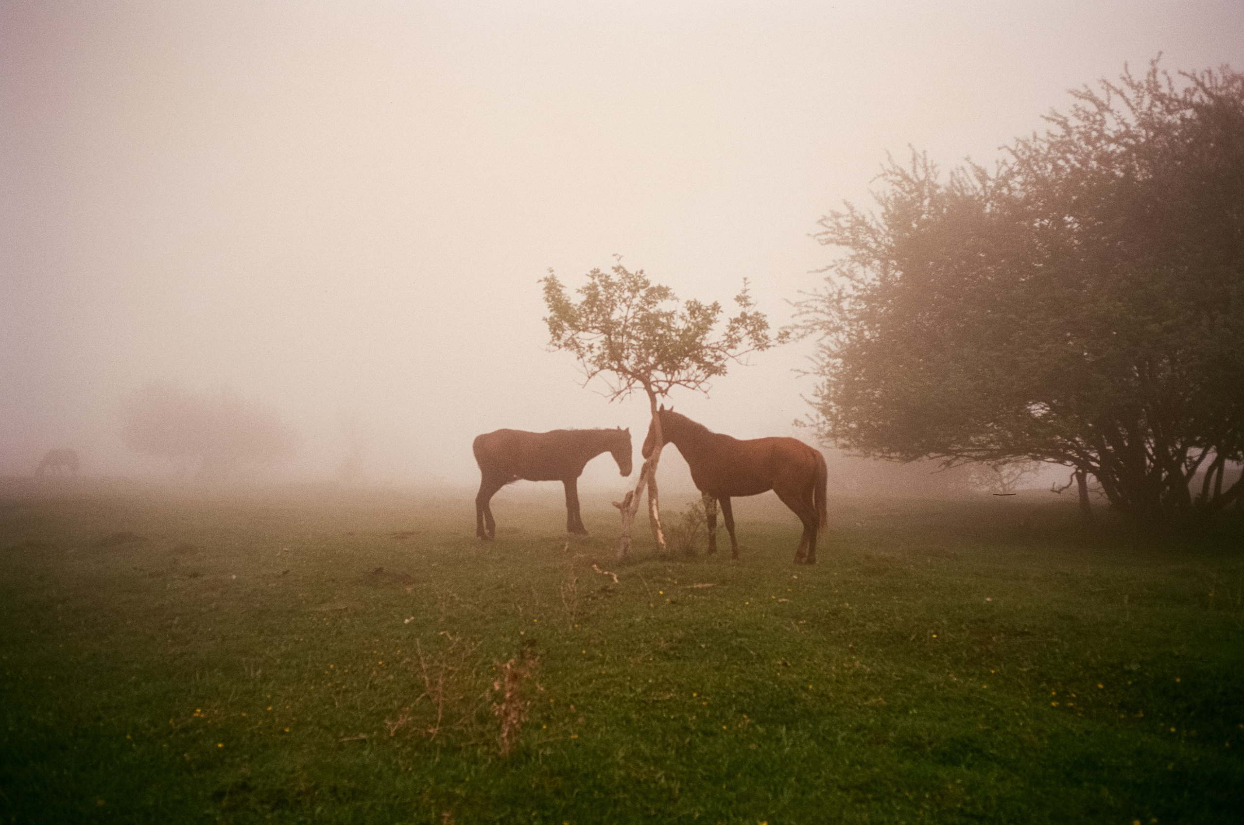 Кисловодск, дорога в сторону метеостанции, туман, лошади / Voigtlander