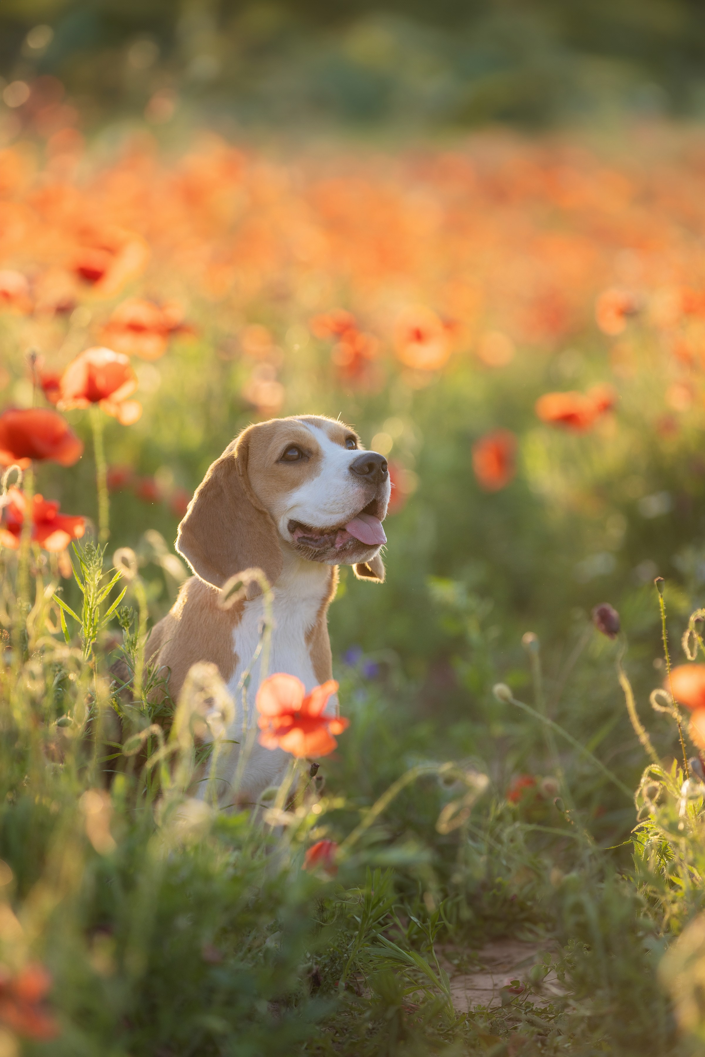 Собаки и не только. Фотограф Алена Звездина