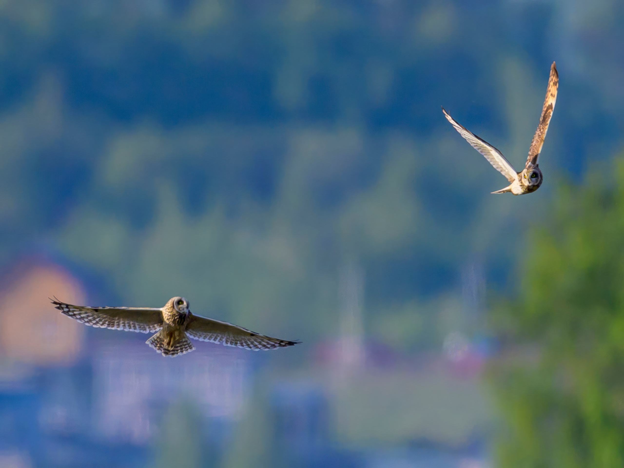 Совы и сороки. Wildlife photography by Sergey Puponin